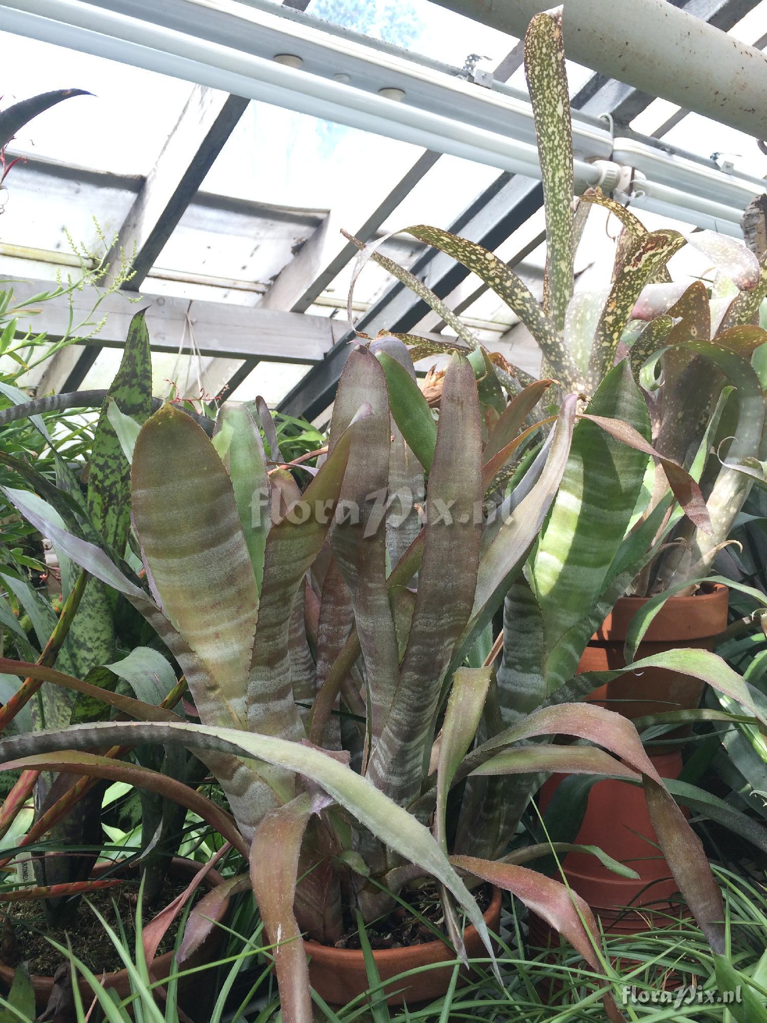 Billbergia 