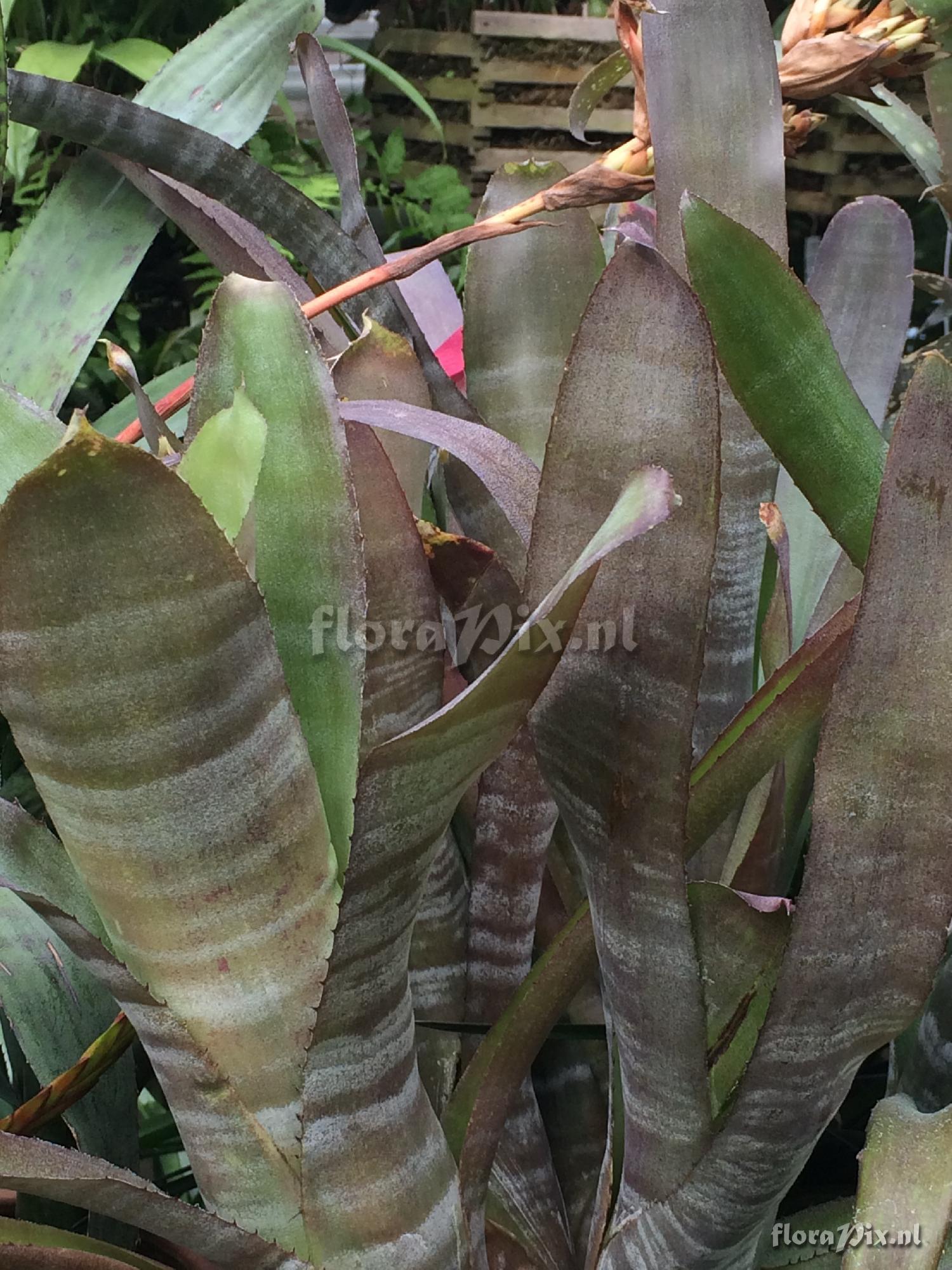 Billbergia 