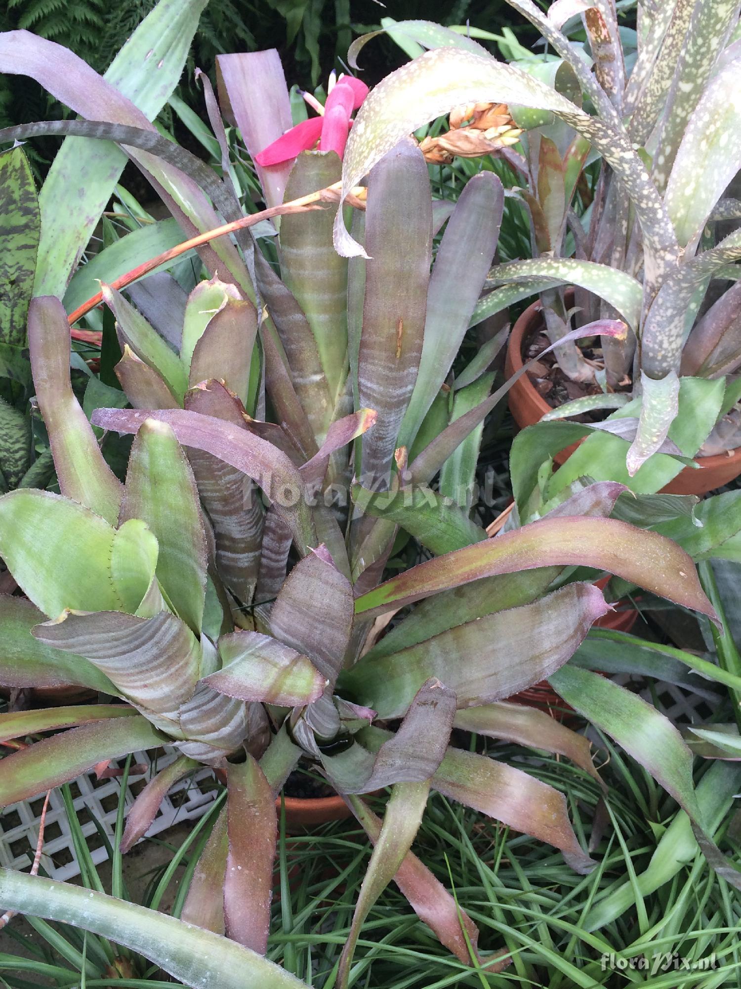 Billbergia 