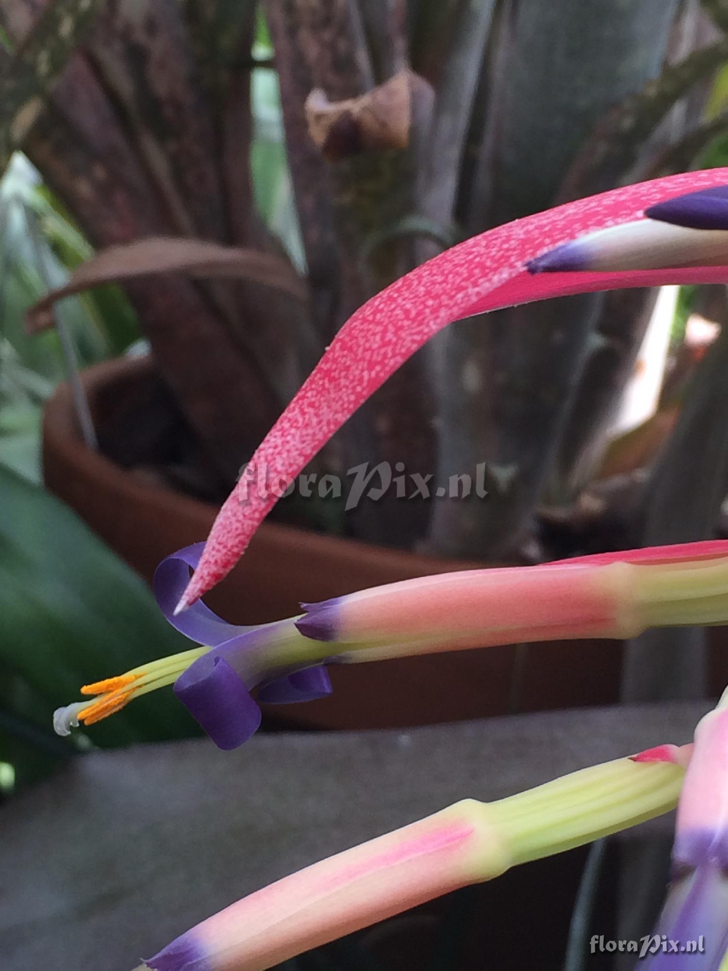 Billbergia 