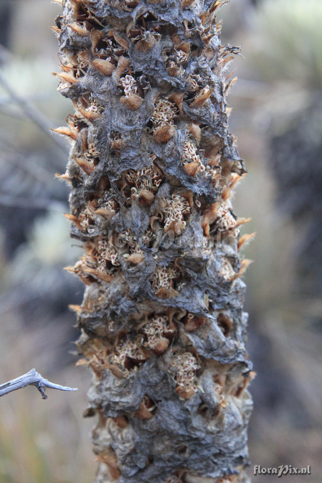 Puya trianae