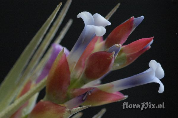 Tillandsia stricta var. albifolia