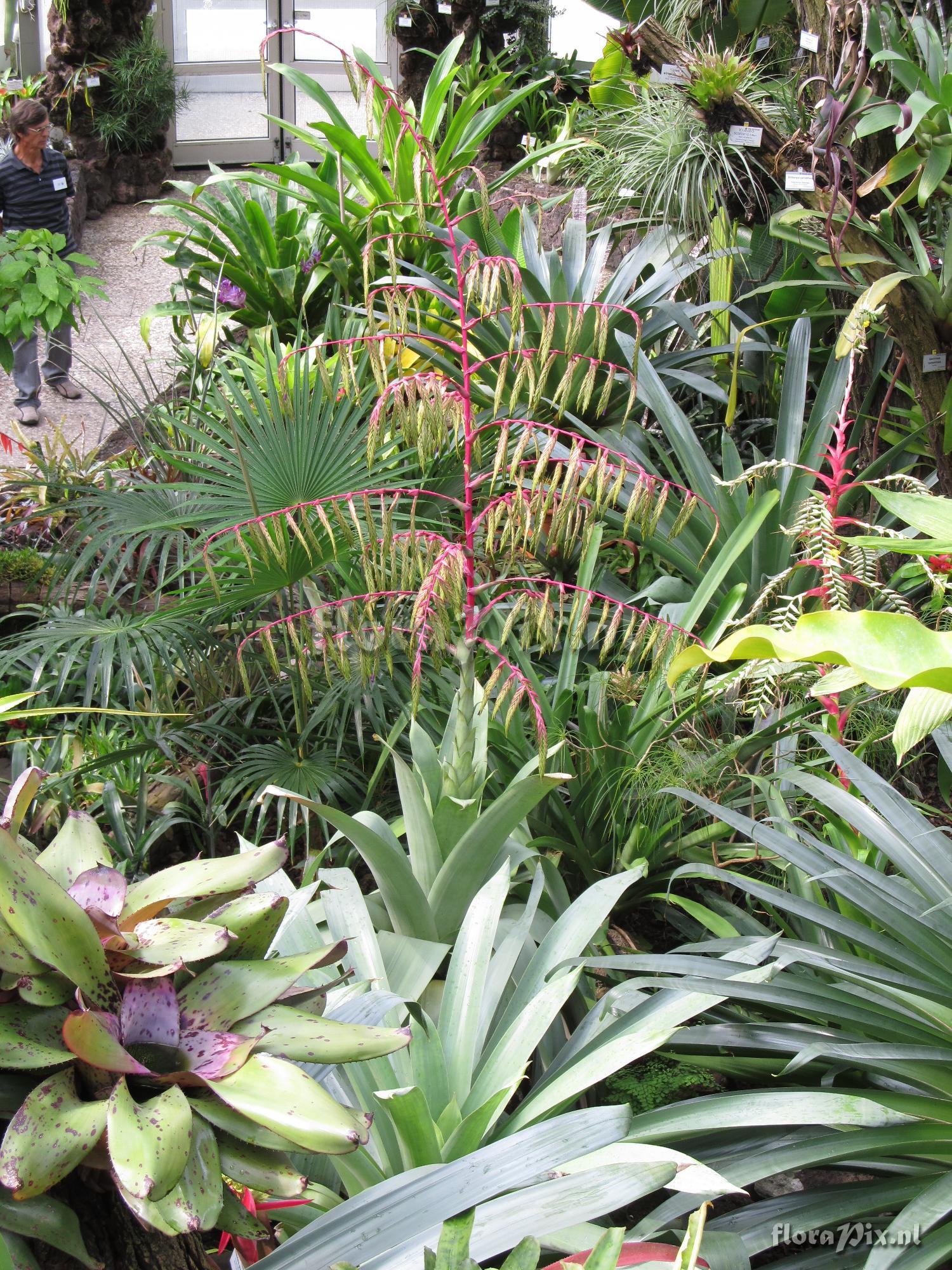 Tillandsia krukoffiana var. piepenbringii