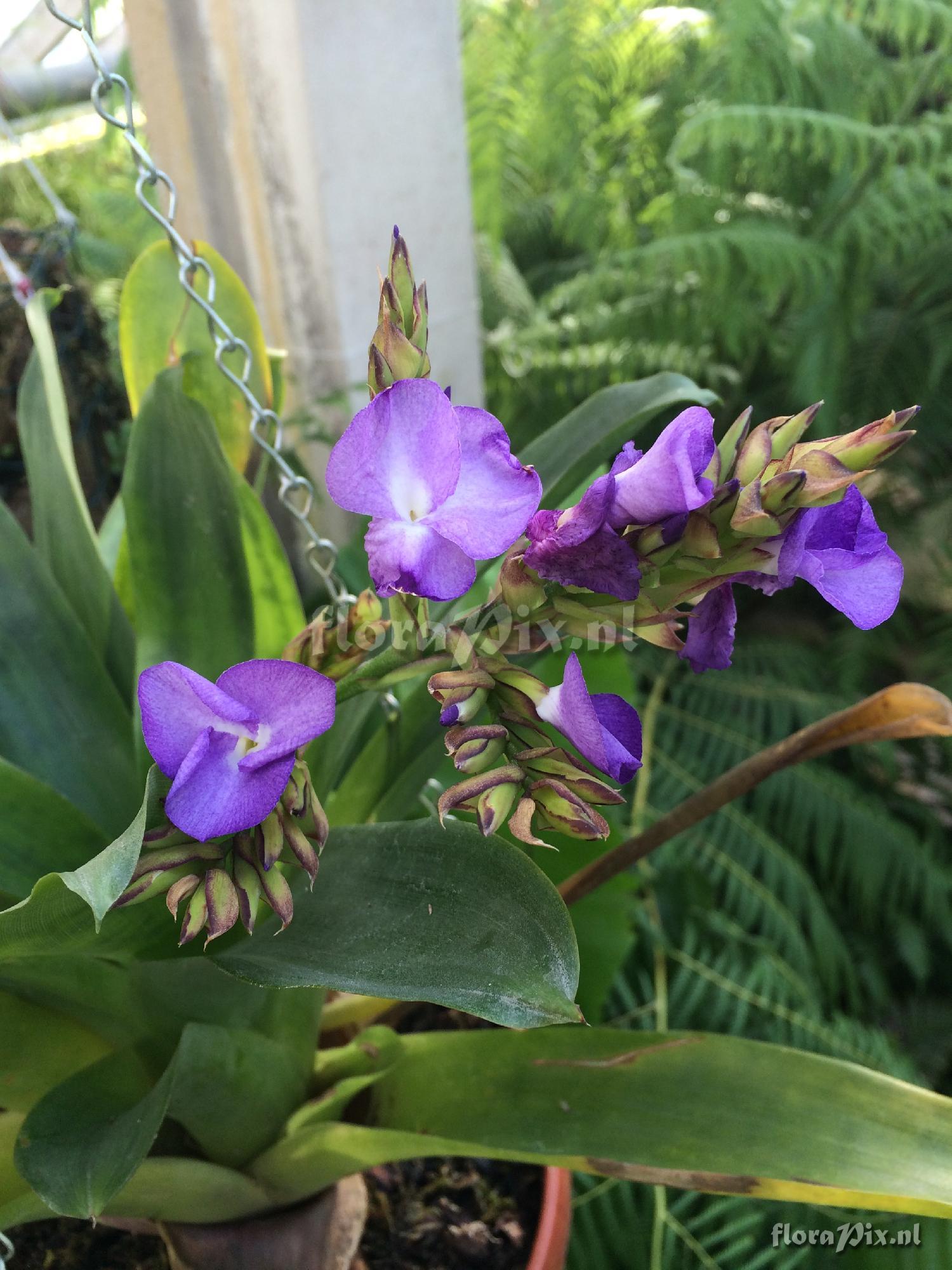 Tillandsia hamaleana