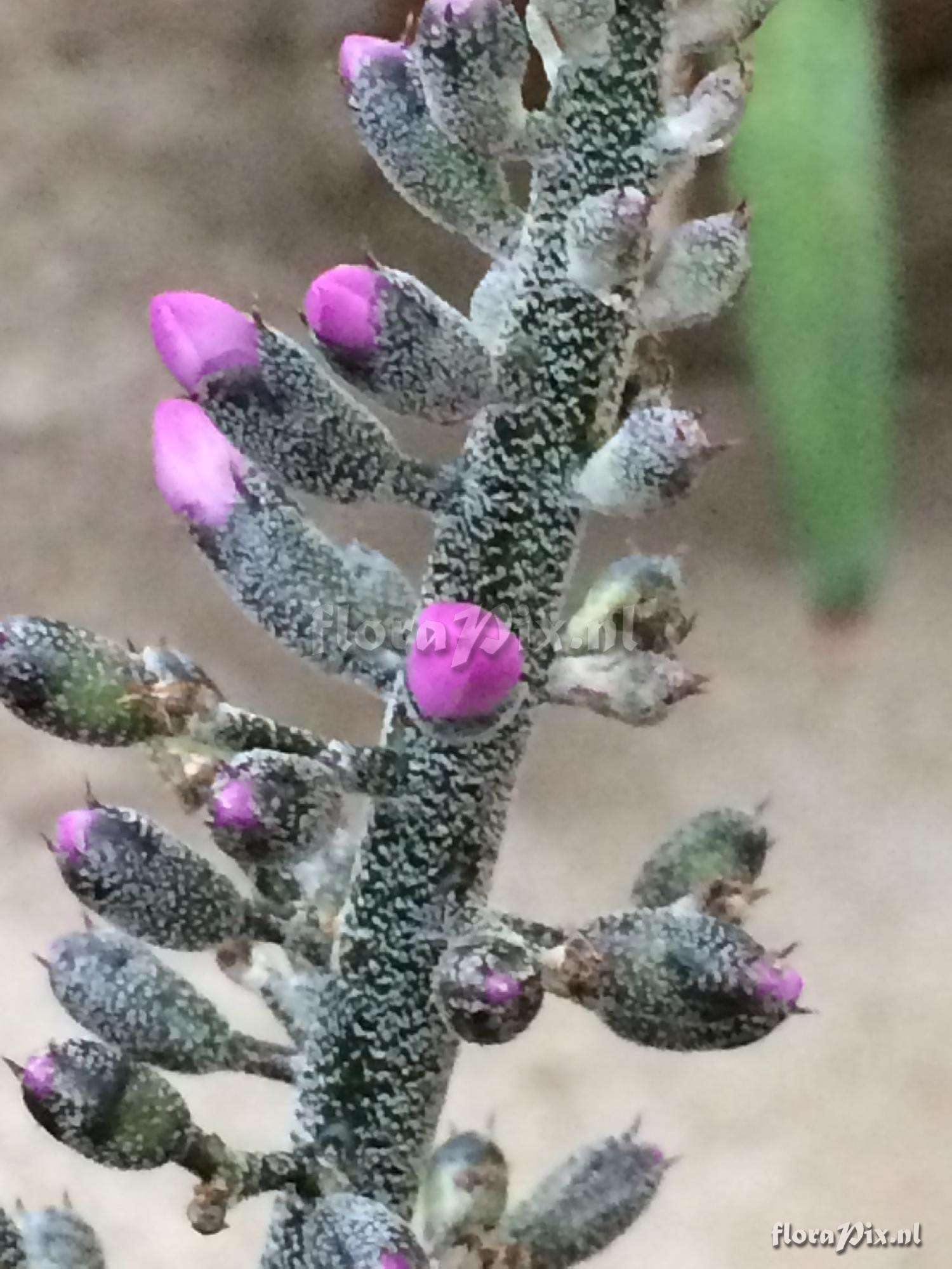 Aechmea lueddemanniana