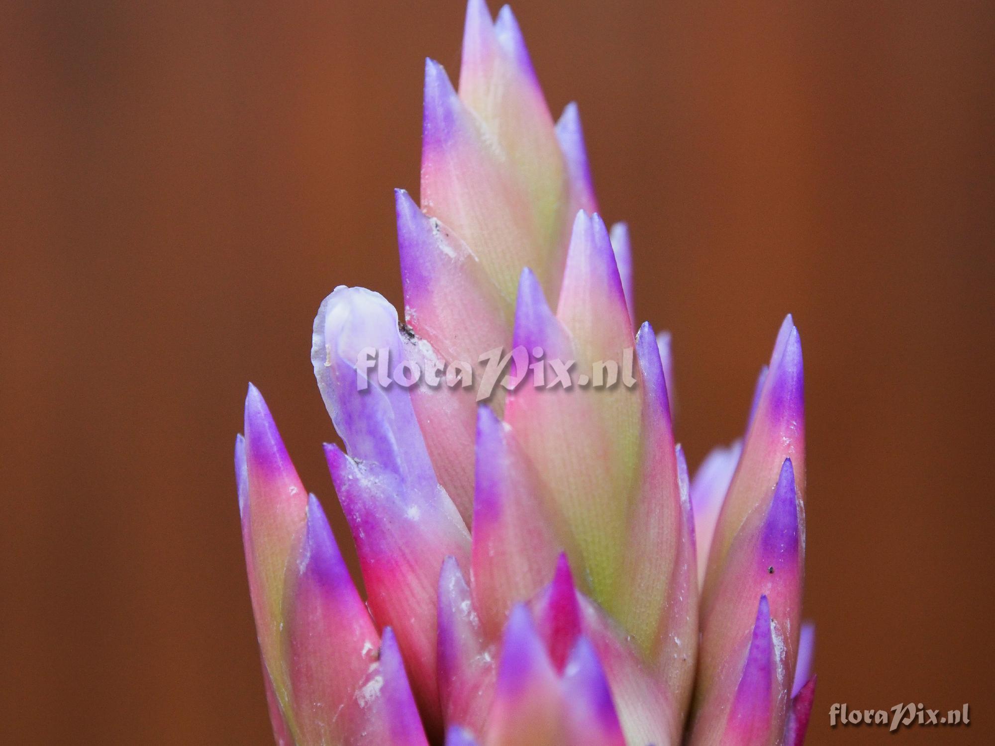 Tillandsia rubroviolacea