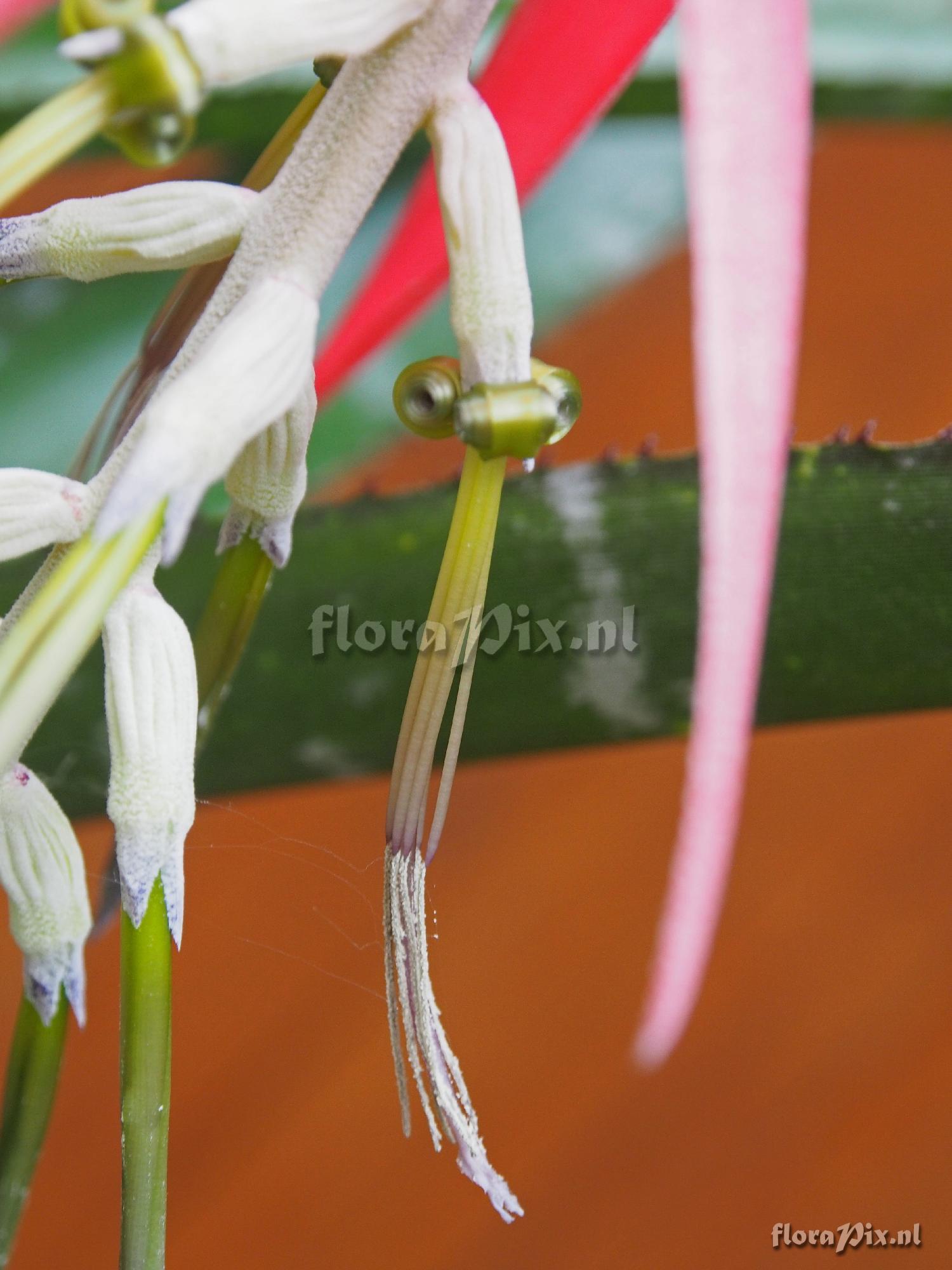 Billbergia species