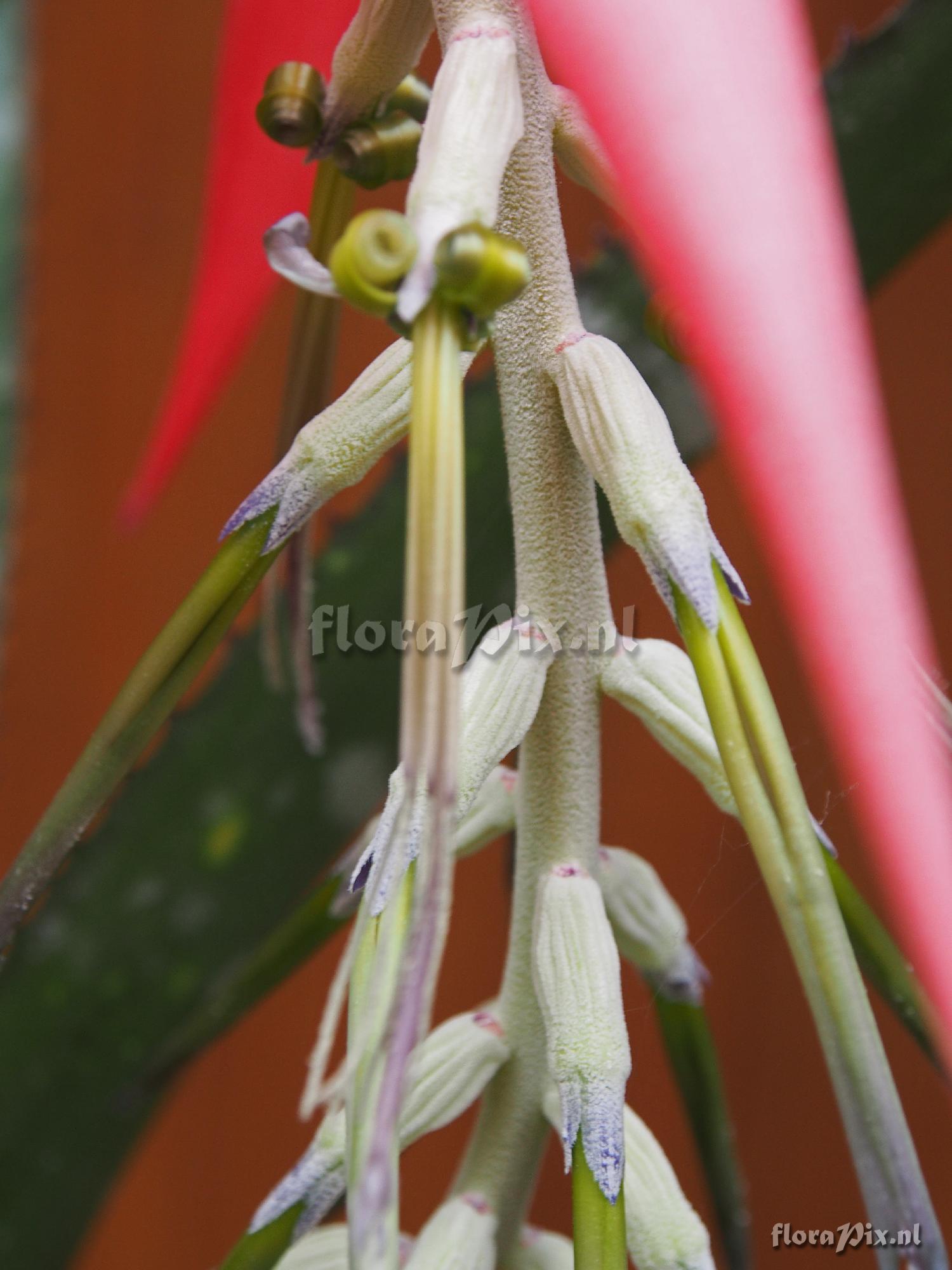 Billbergia species