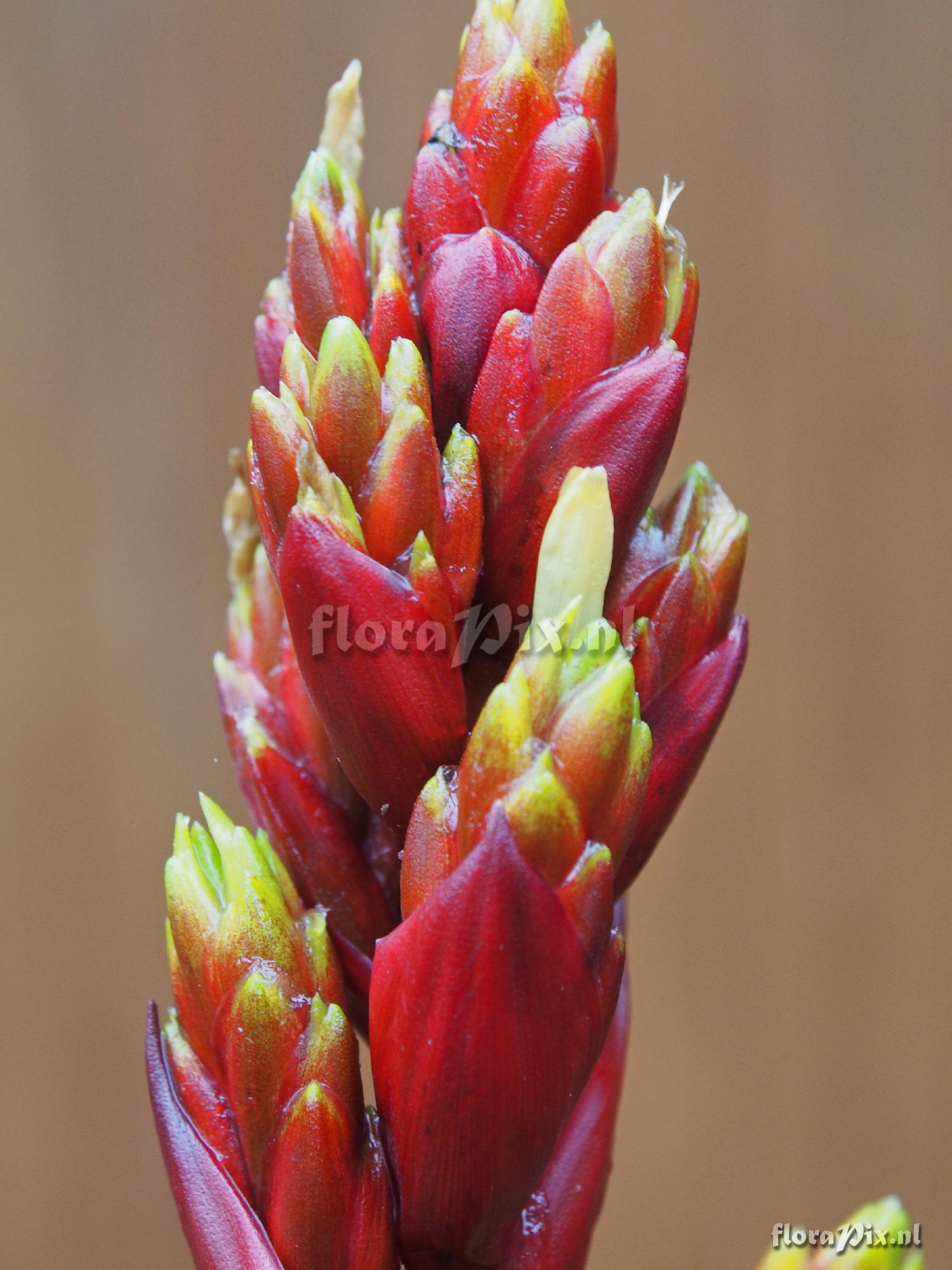 Guzmania stricta