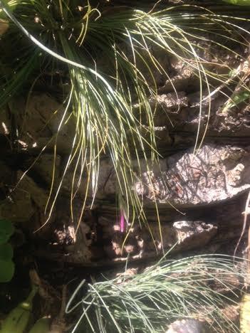 Tillandsia cf. pseudosetacea