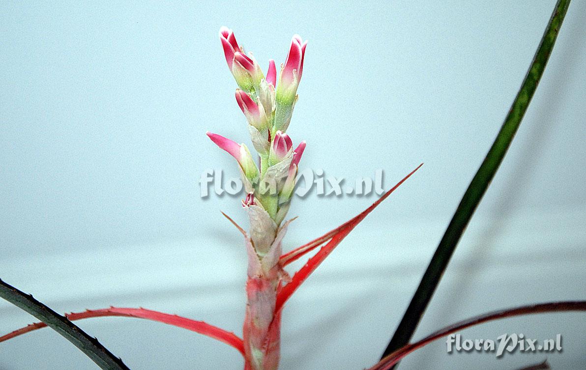 Bromelia 