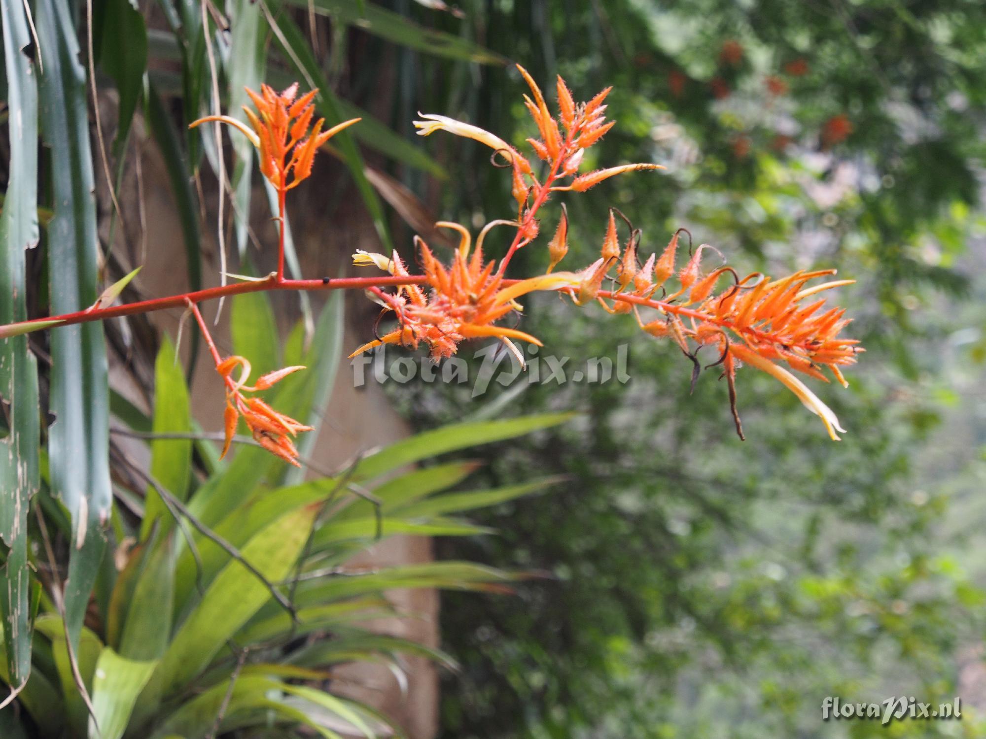 Pitcairnia ?