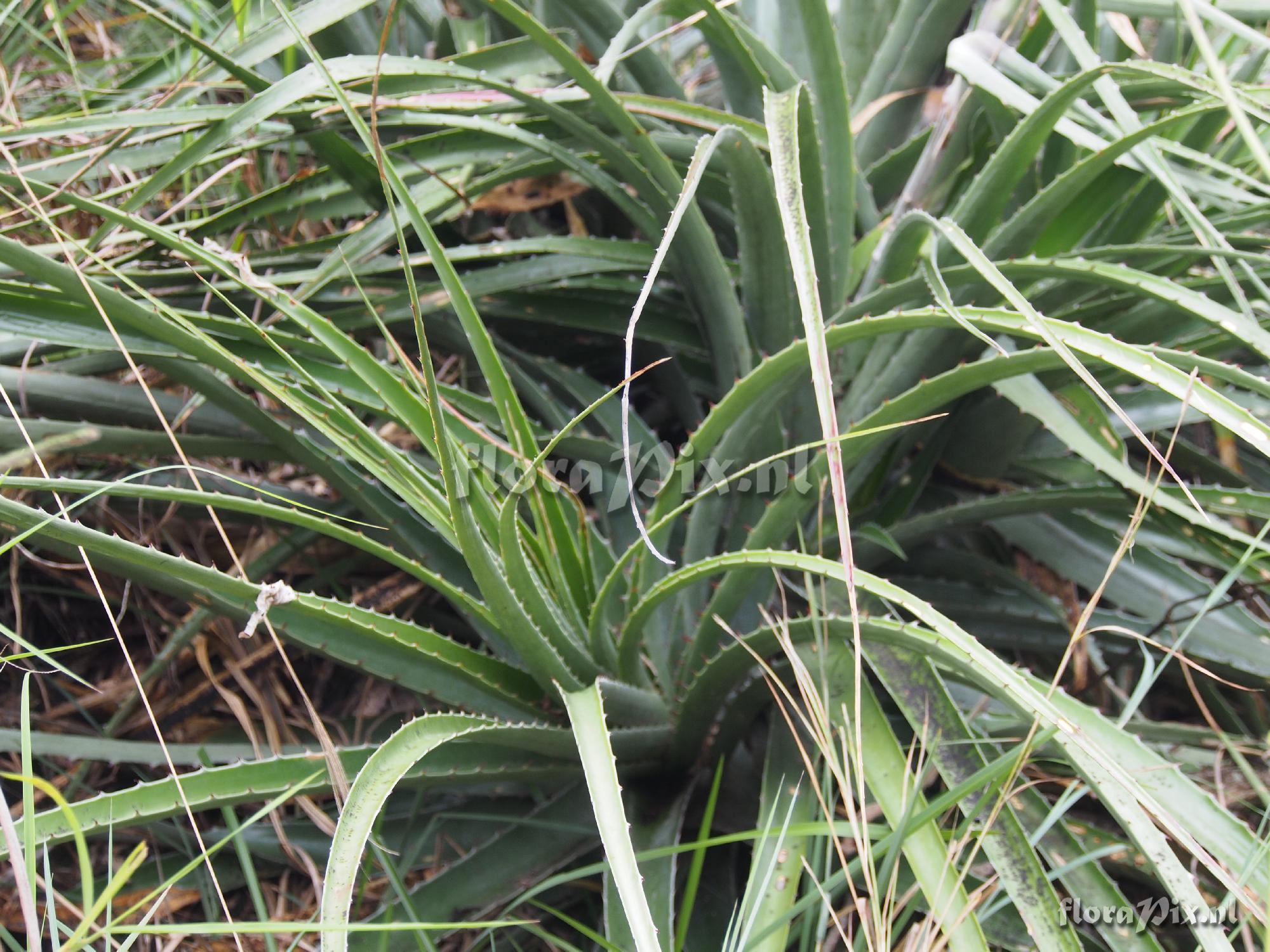 Puya 