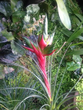 Tillandsia punctulata