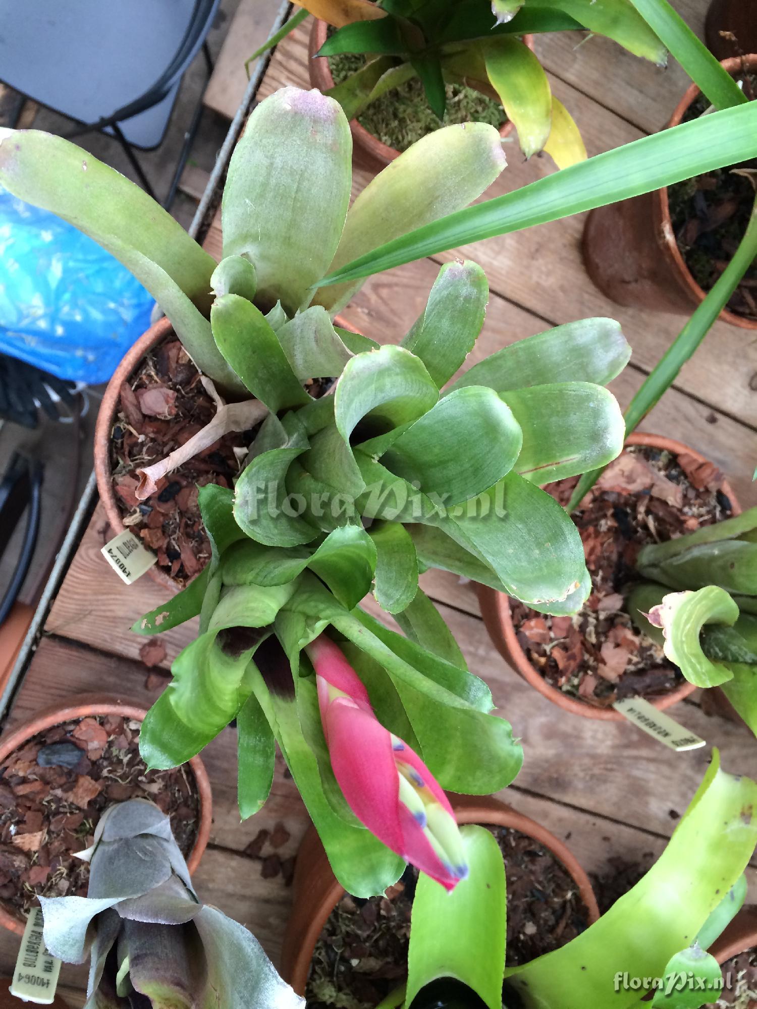 Billbergia 