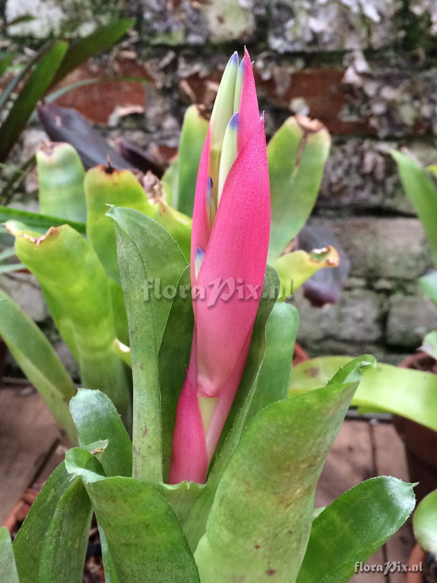 Billbergia 