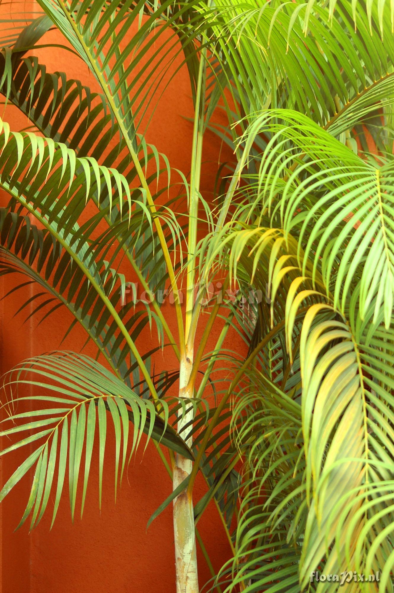 Chrysalidocarpus sp. Palmae