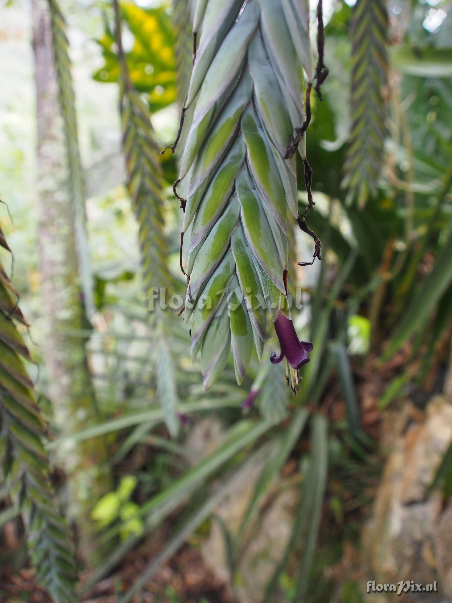 Tillandsia ferreyrae