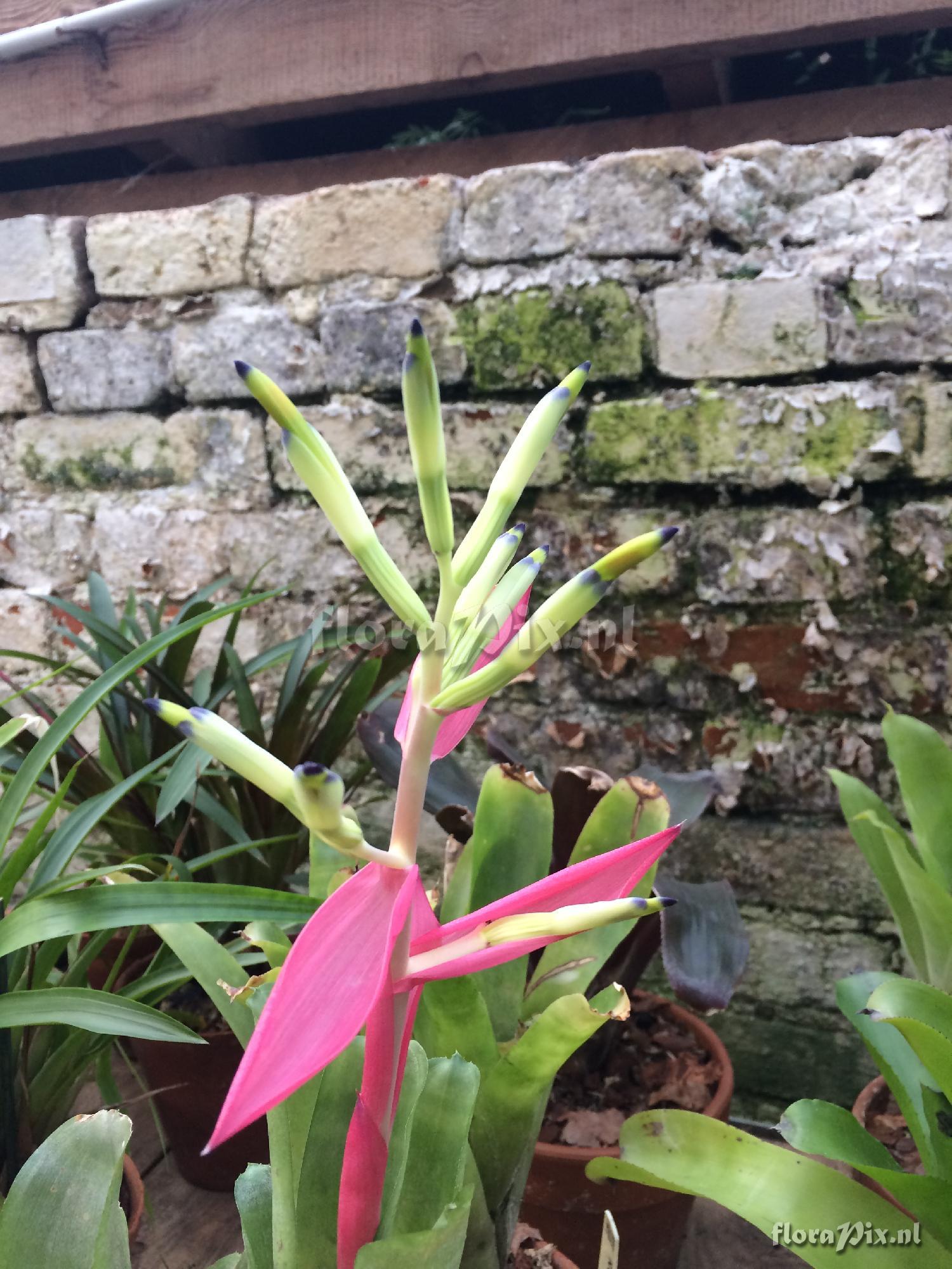 Billbergia 