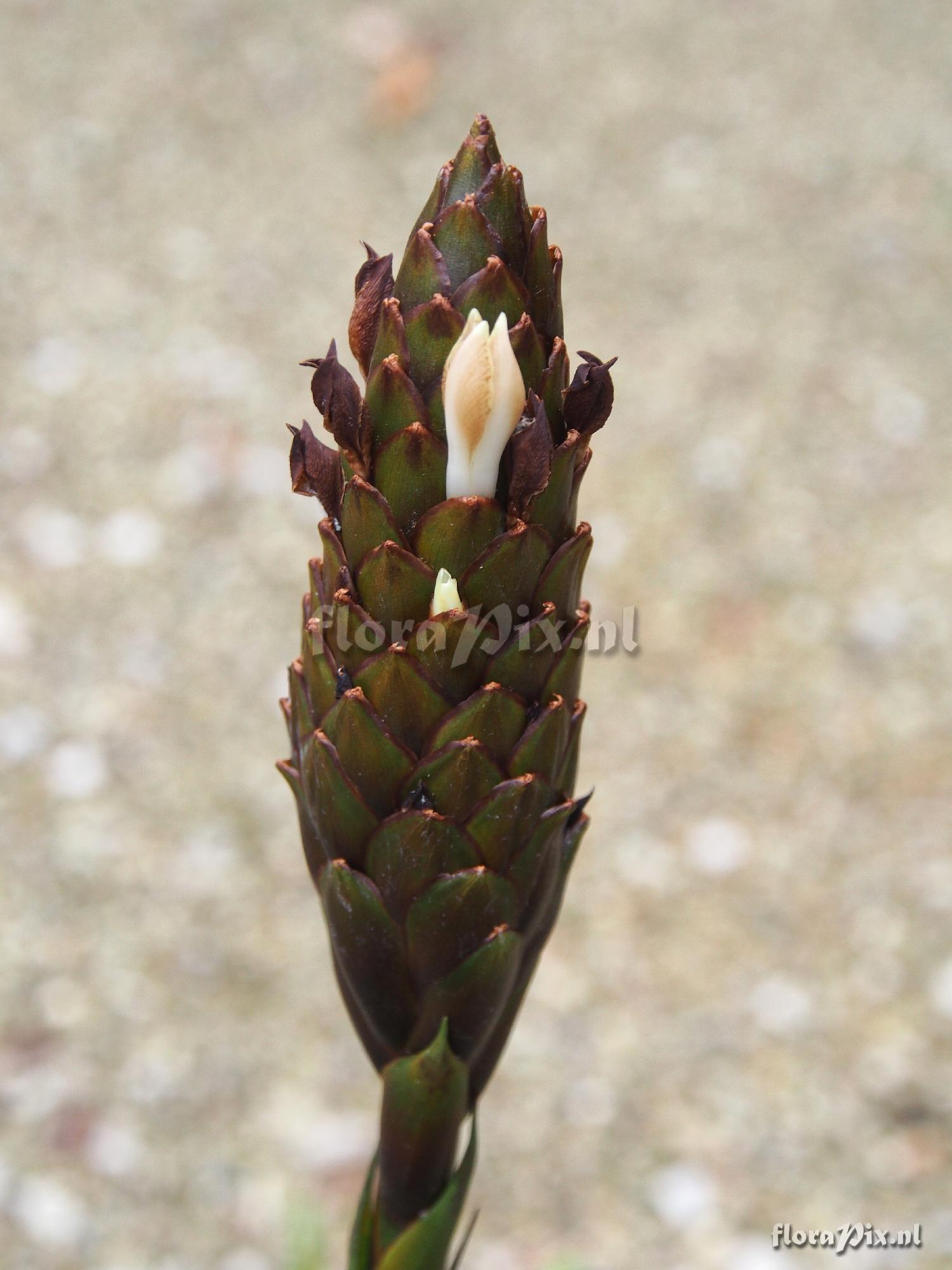 Guzmania foetida