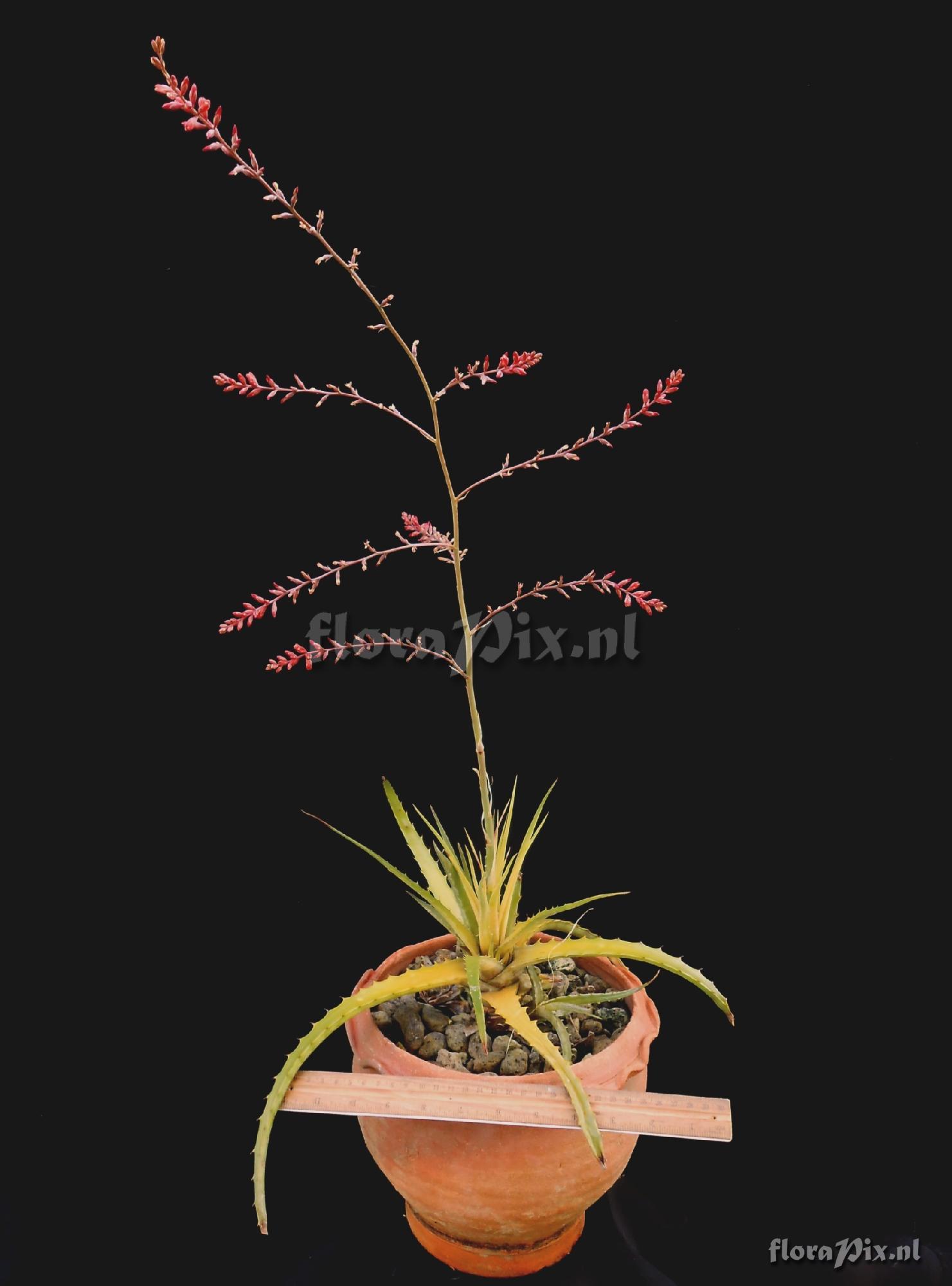 Hechtia meziana