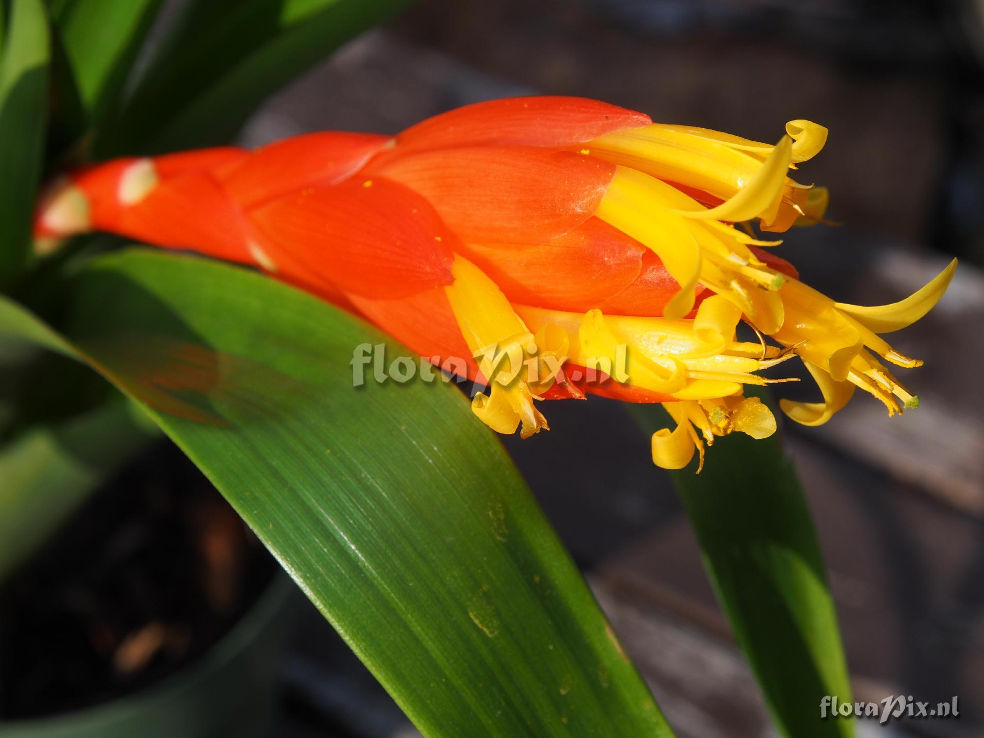 Guzmania nicaraguensis