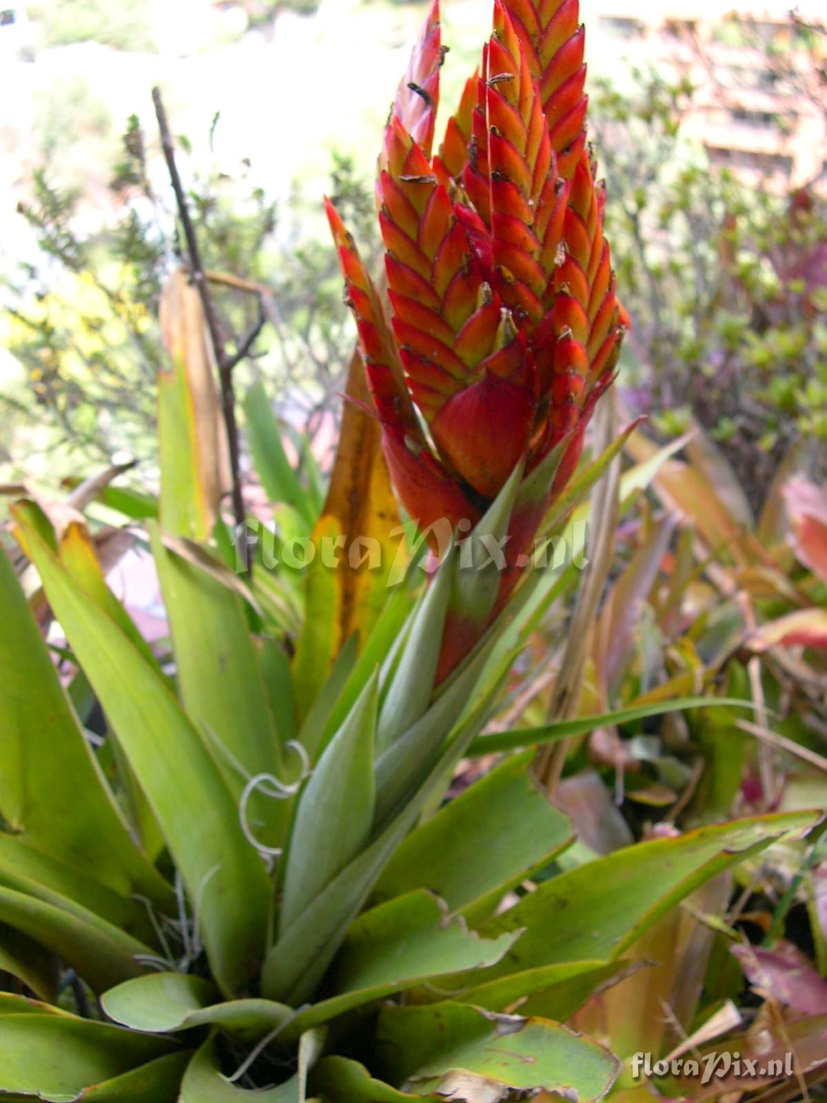 Tillandsia suescana