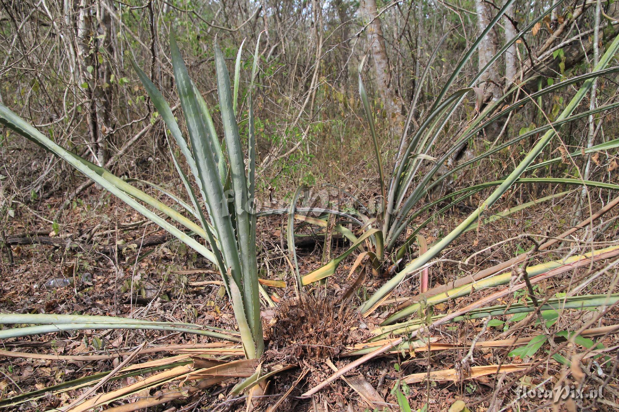 Bromelia karatas L.