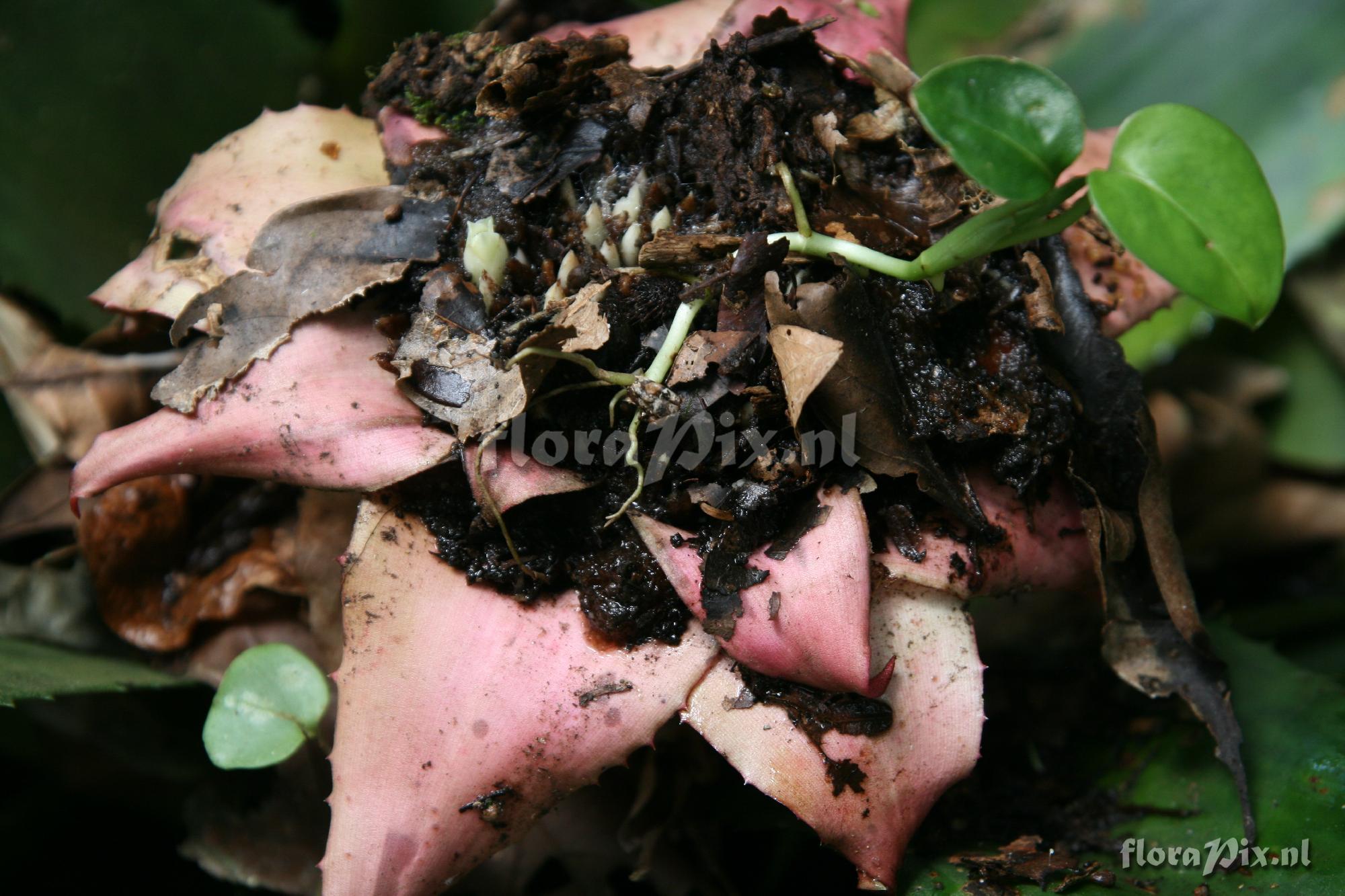 Edmundoa lindenii var. rosea