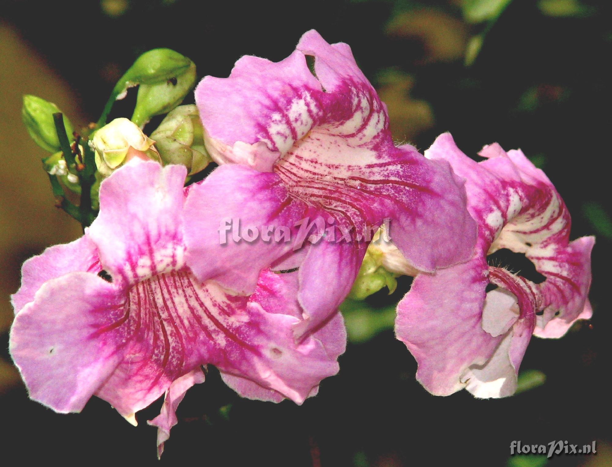 Podranea sp. Bignoniaceae