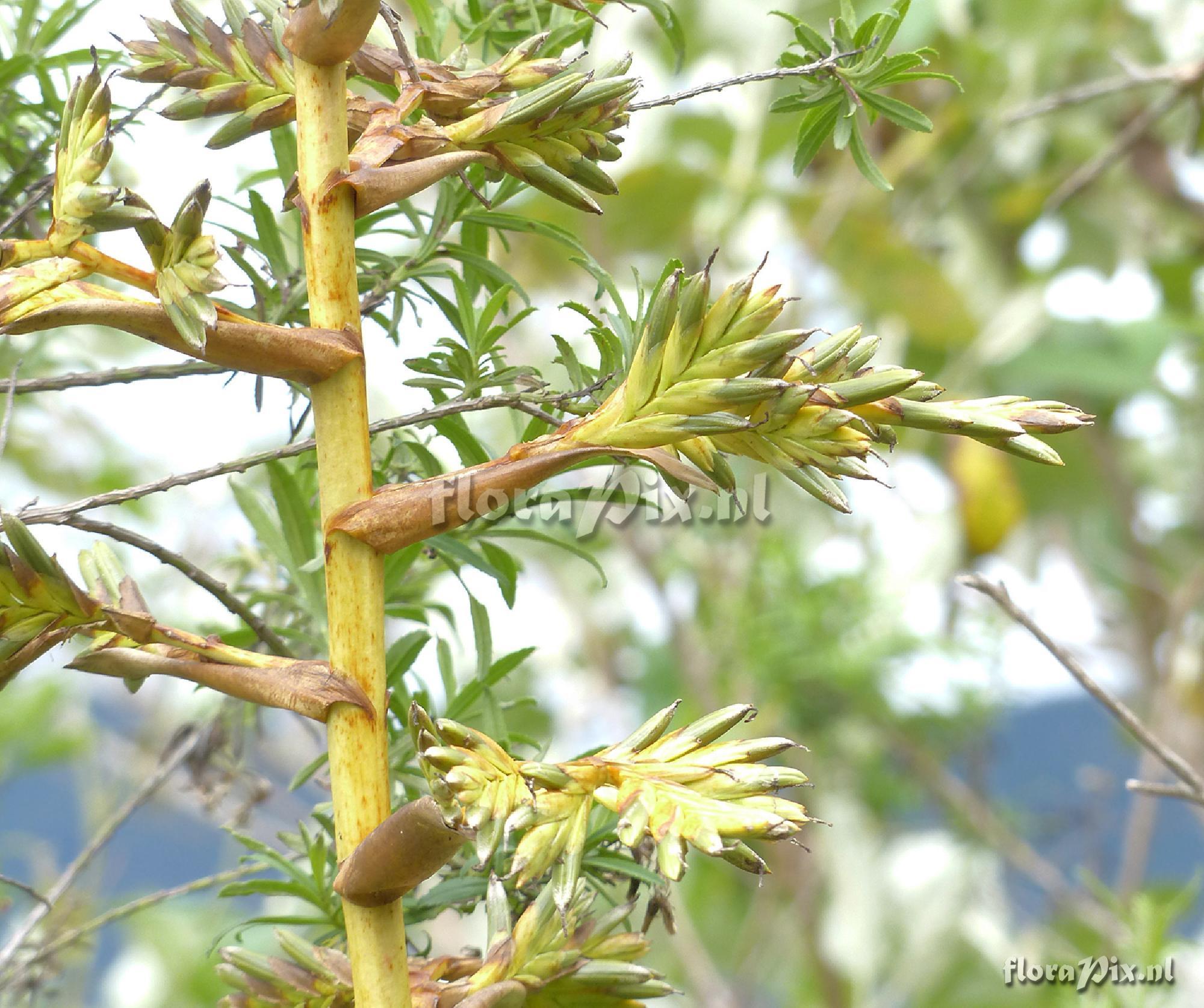 Tillandsia 