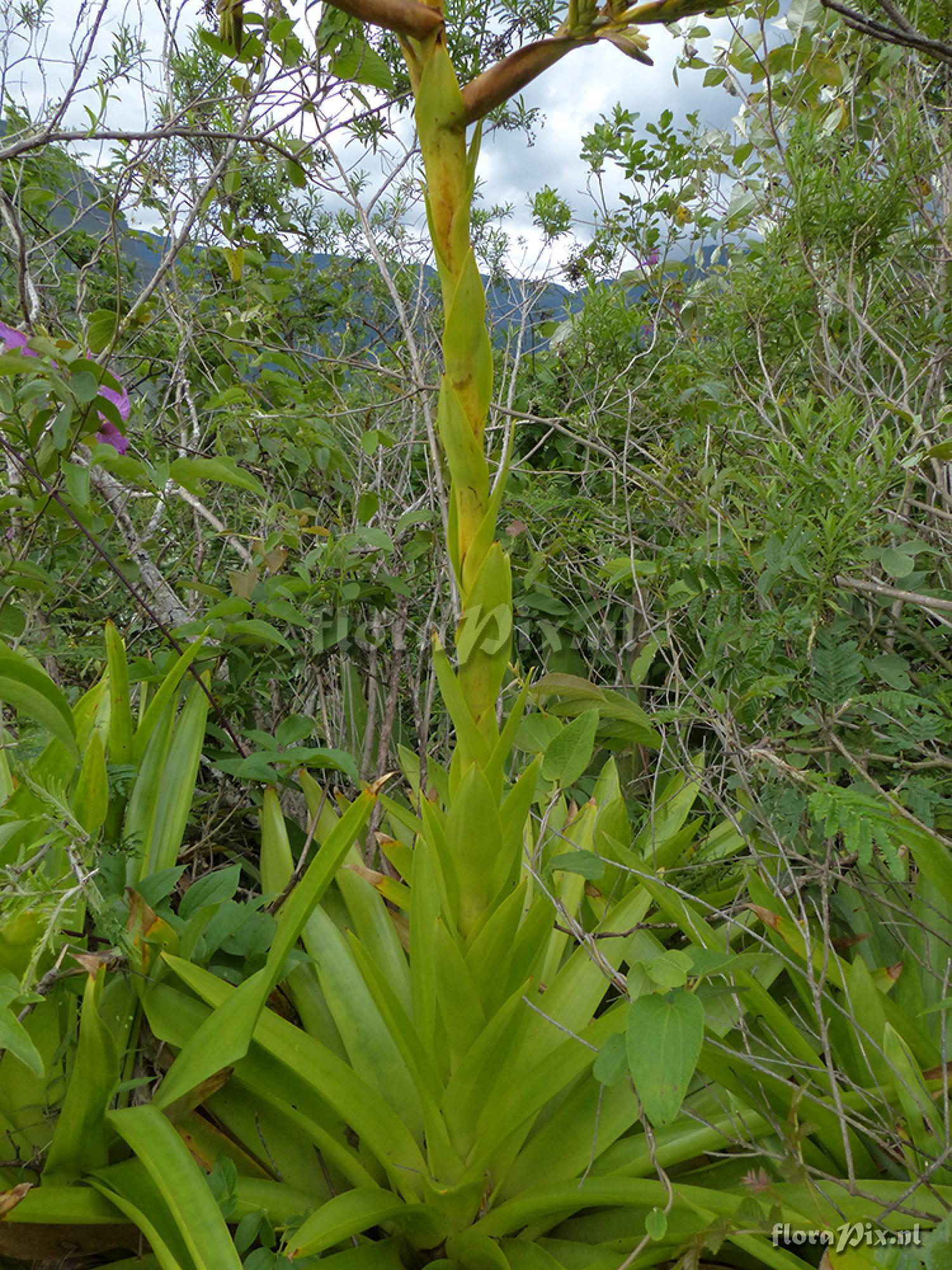 Tillandsia 