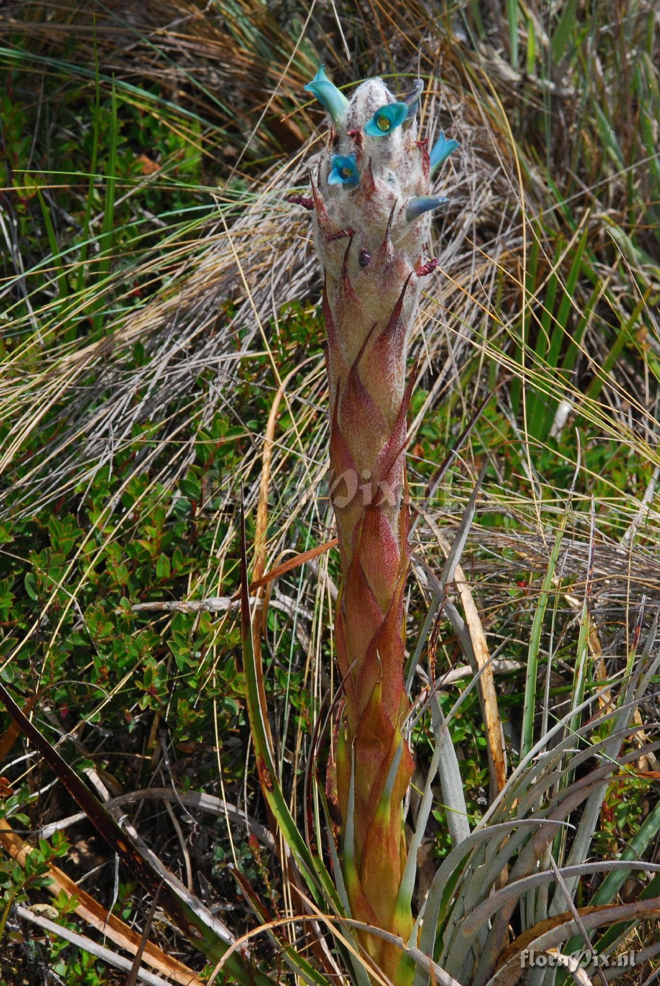 Puya pygmaea