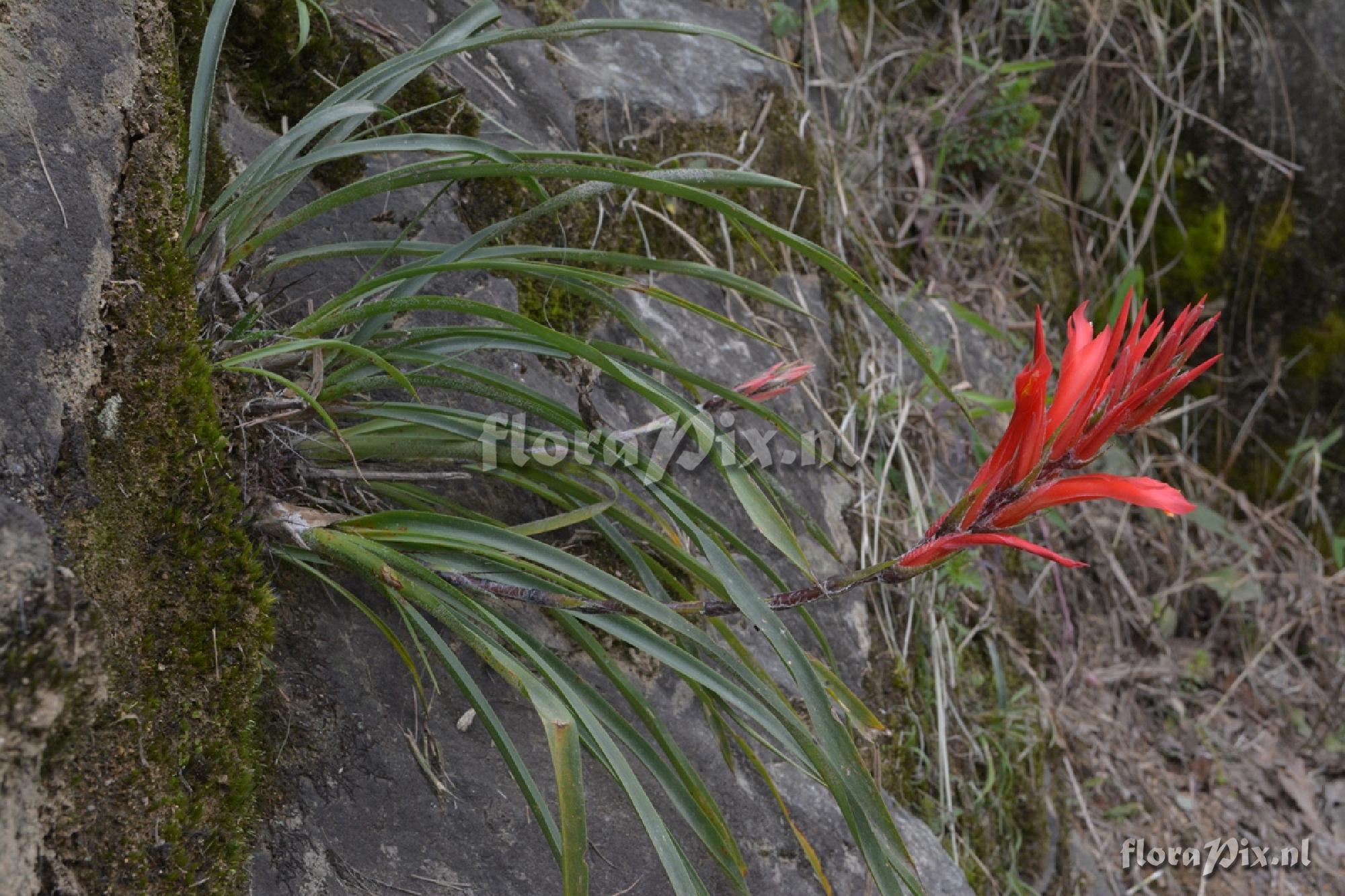 Pitcairnia pungens