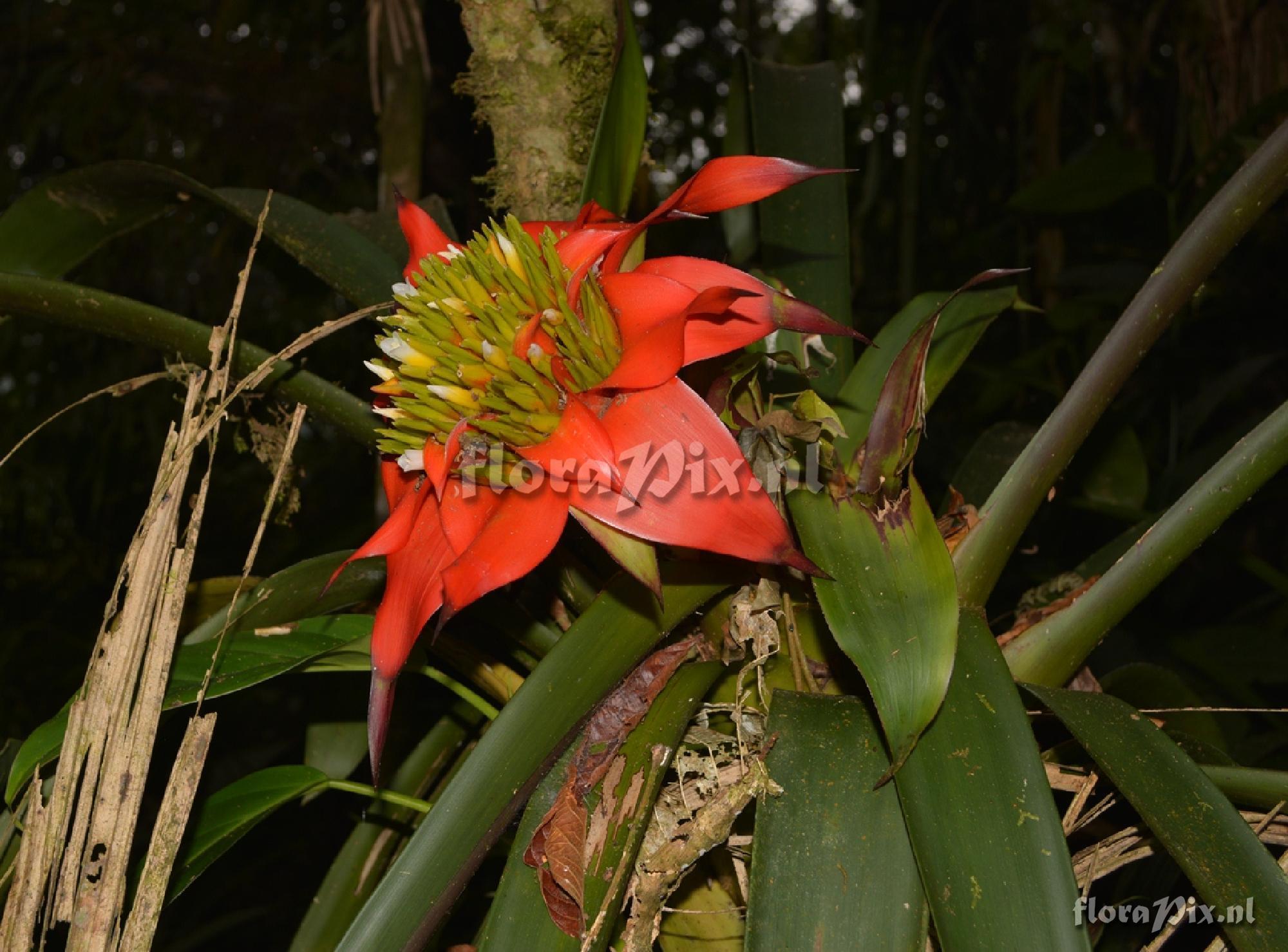 Guzmania conglomerata