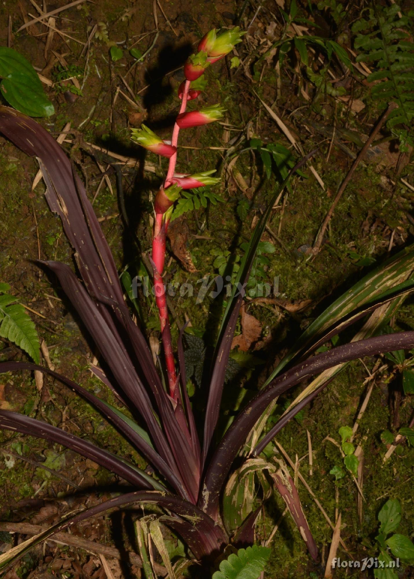 Guzmania flagellata