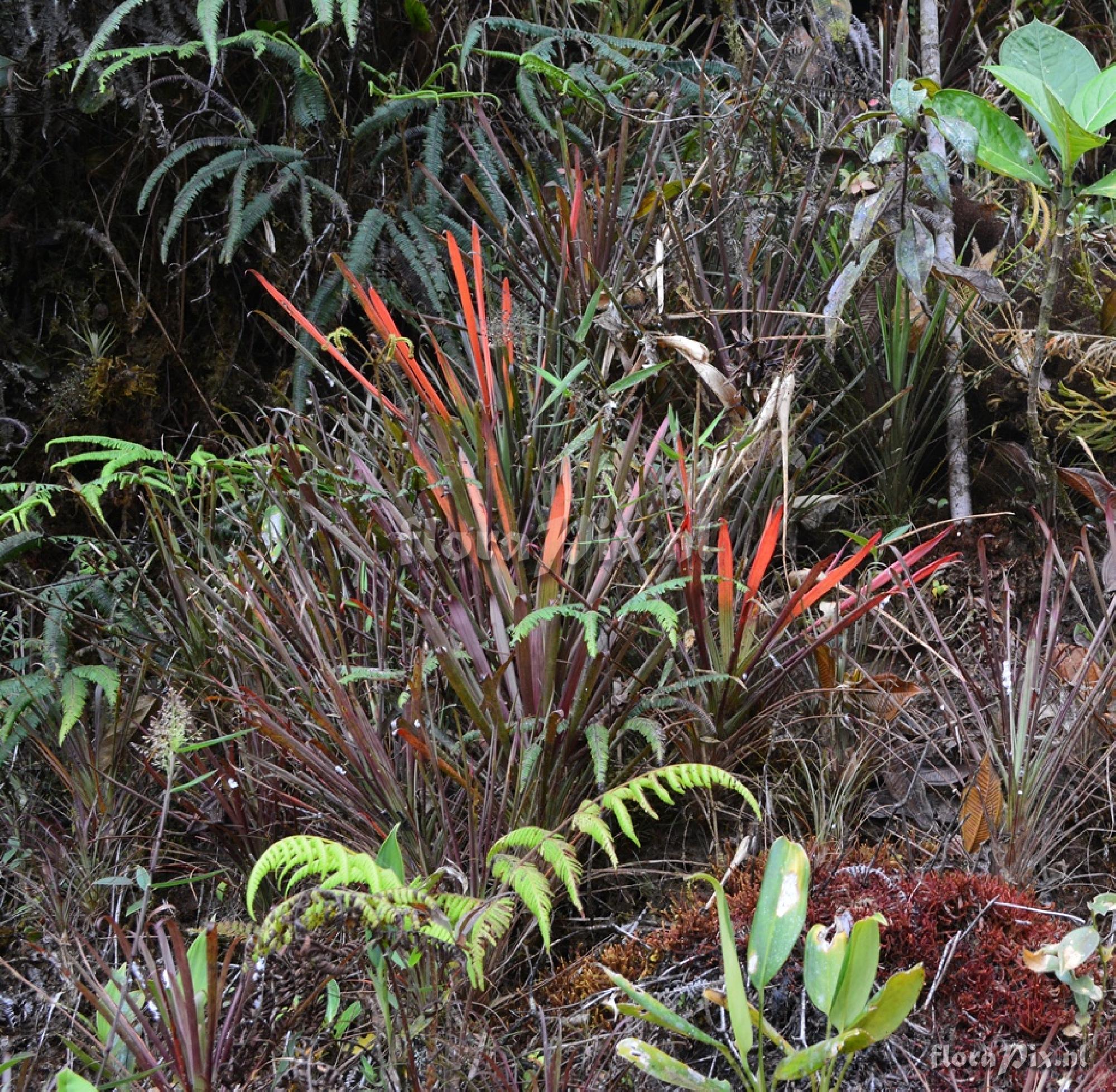 Guzmania nidularioides