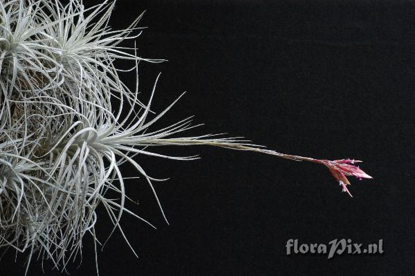 Tillandsia tectorum