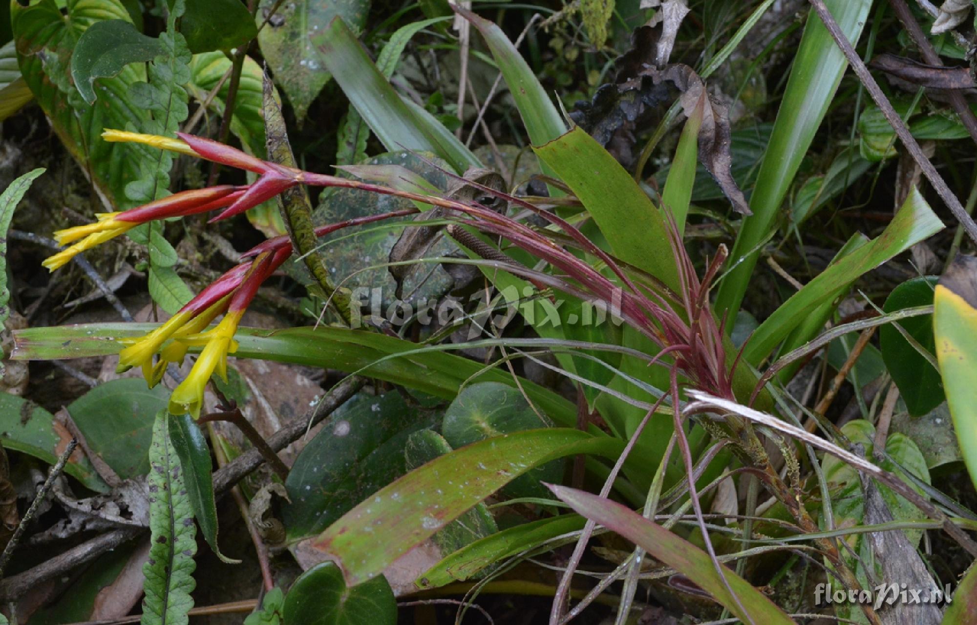 Guzmania oligantha