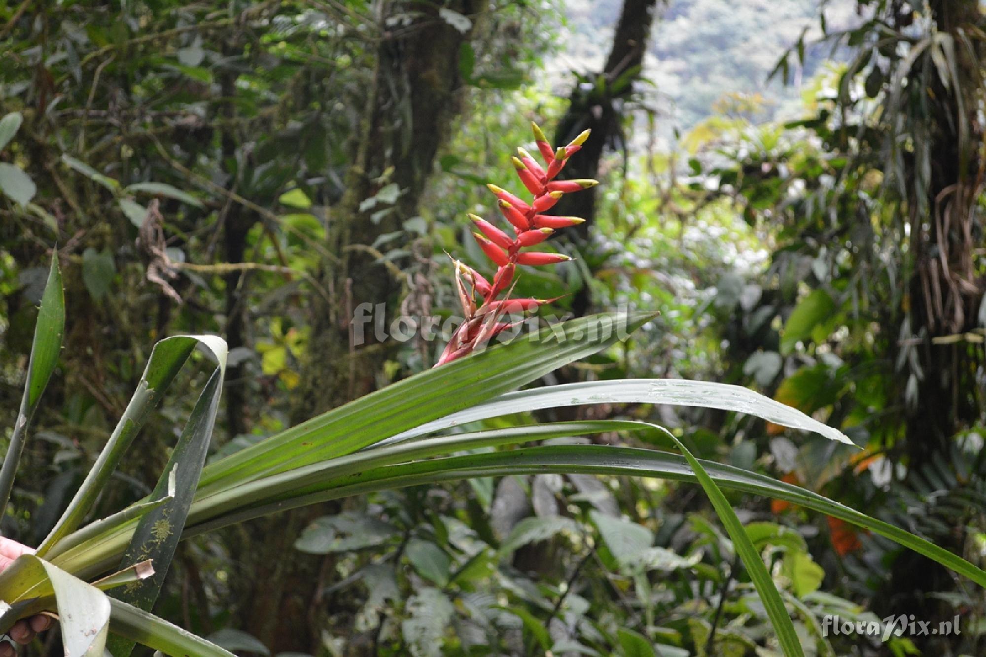 Guzmania rosea