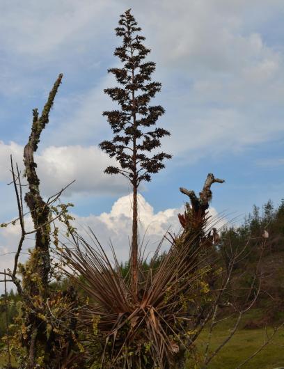 Tillandsia longifolia