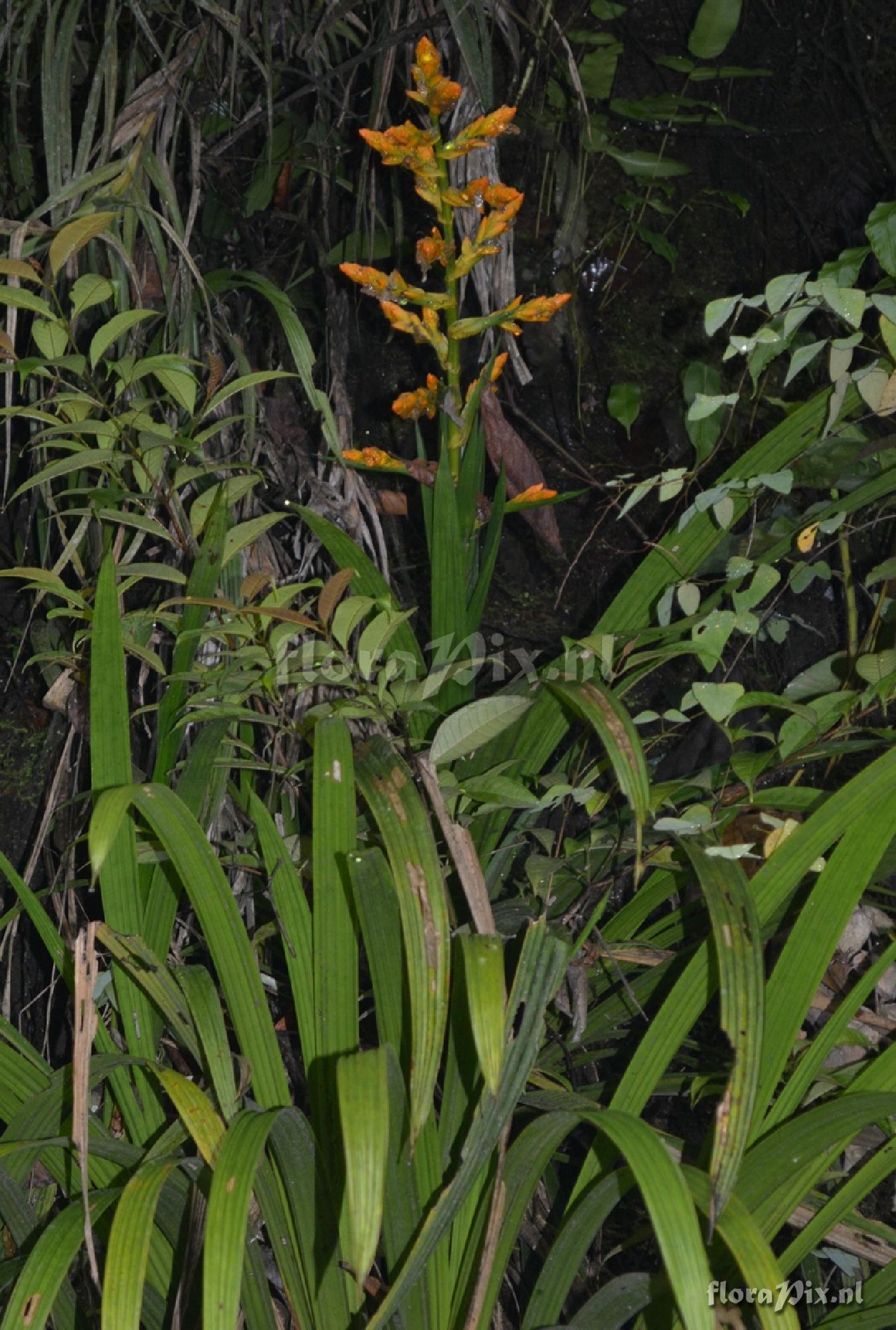 Guzmania sp.