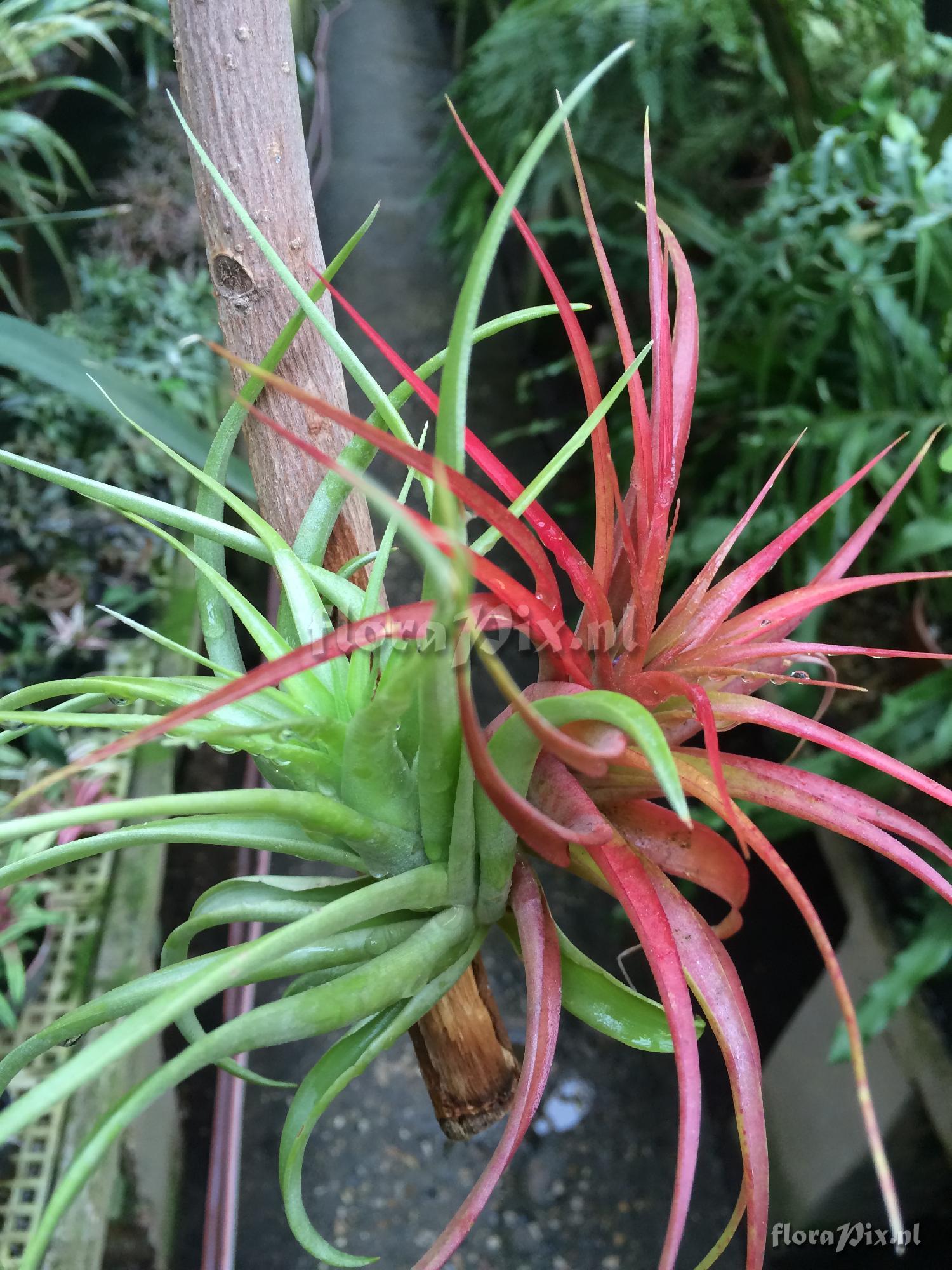 Tillandsia brachycaulos