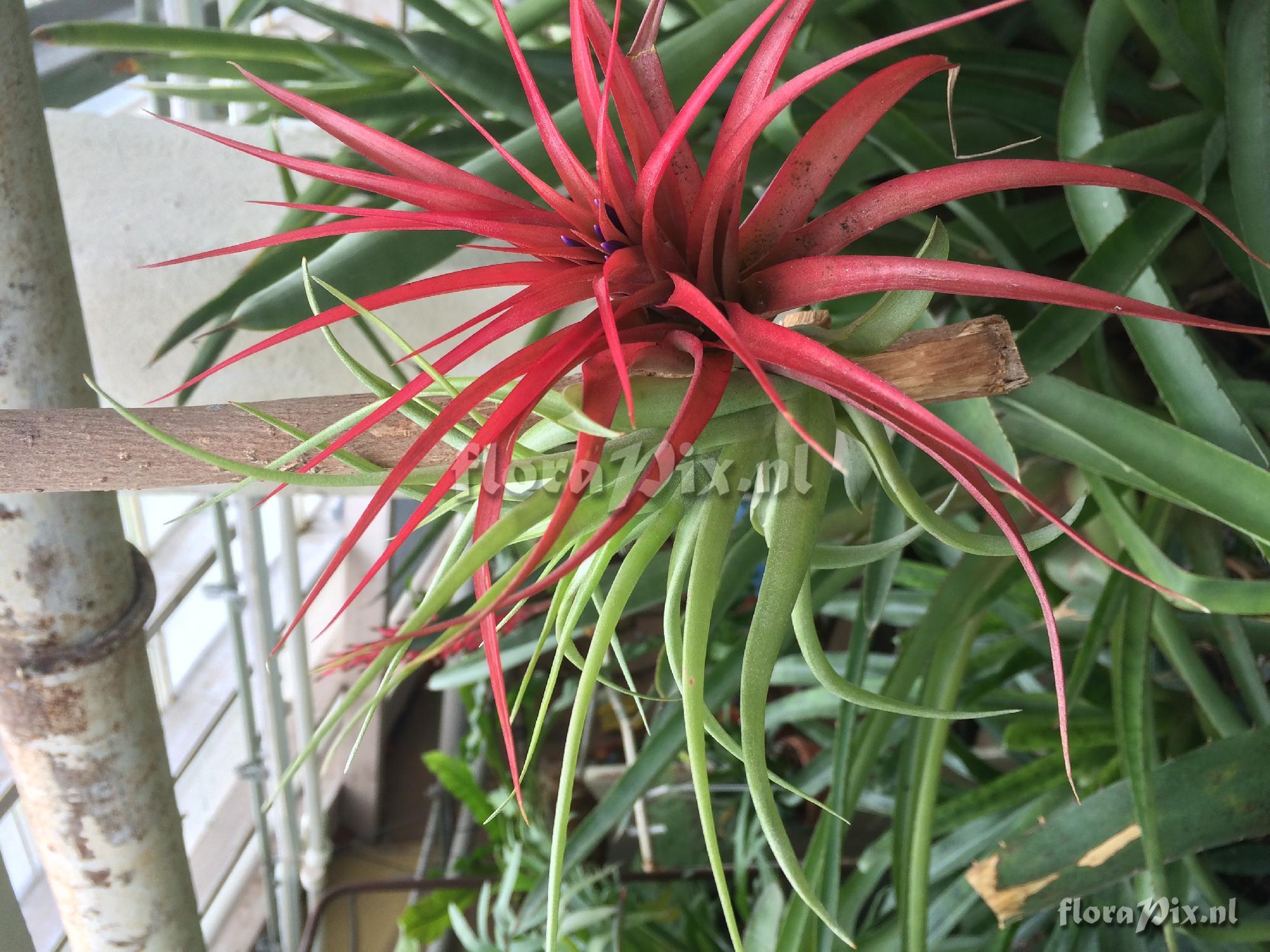 Tillandsia brachycaulos