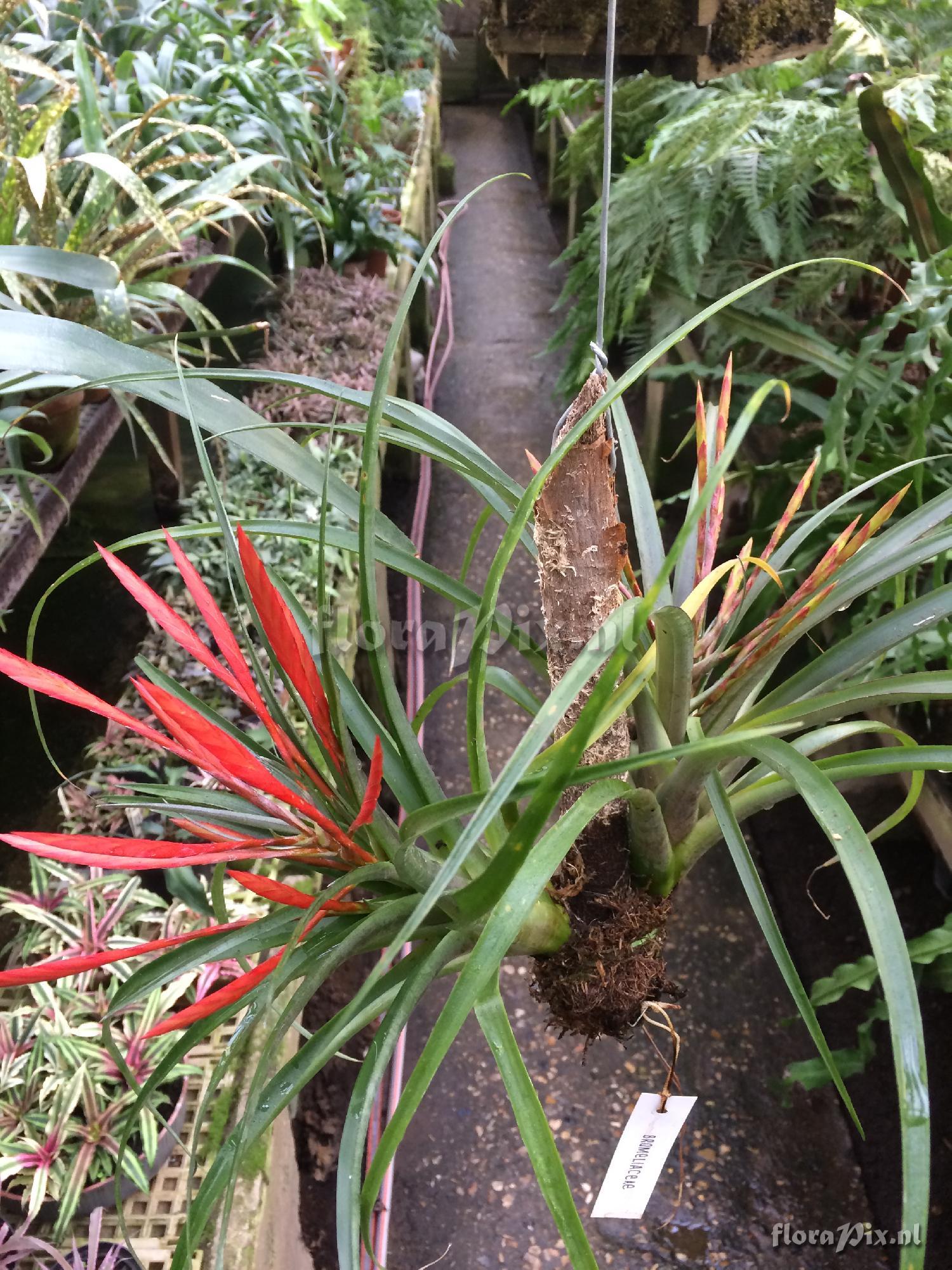 Tillandsia flabellata