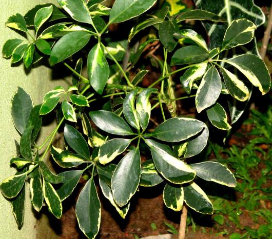 Scheffiera arboricola Araliaceae