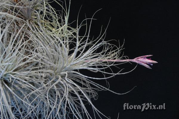 Tillandsia tectorum