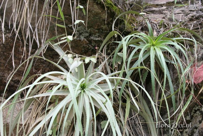 Puya sp.