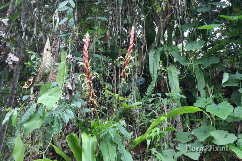 Pitcairnia maidifolia