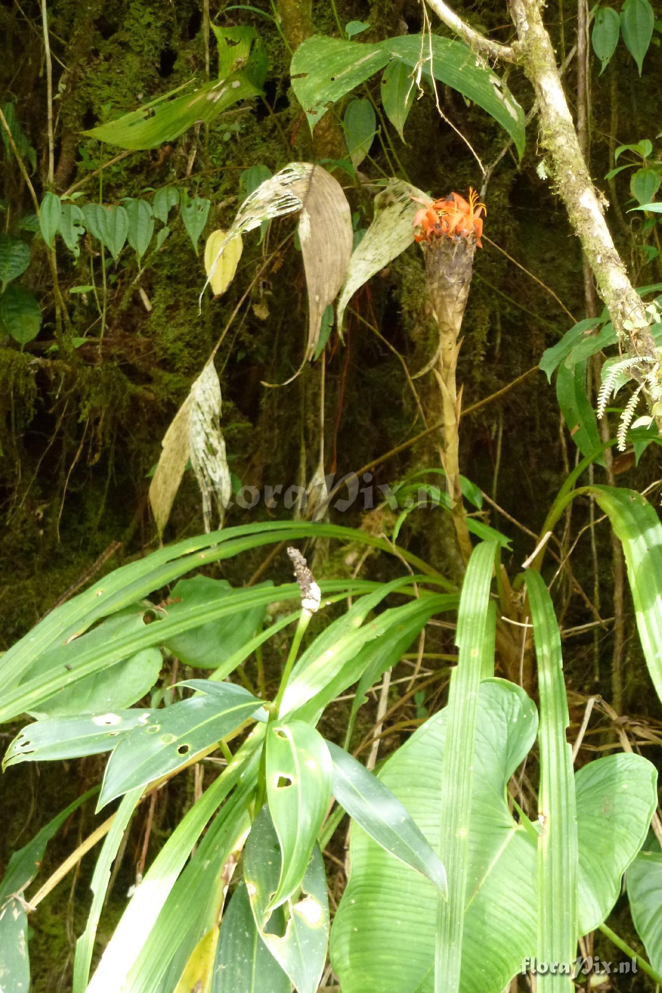 Pitcairnia sp?